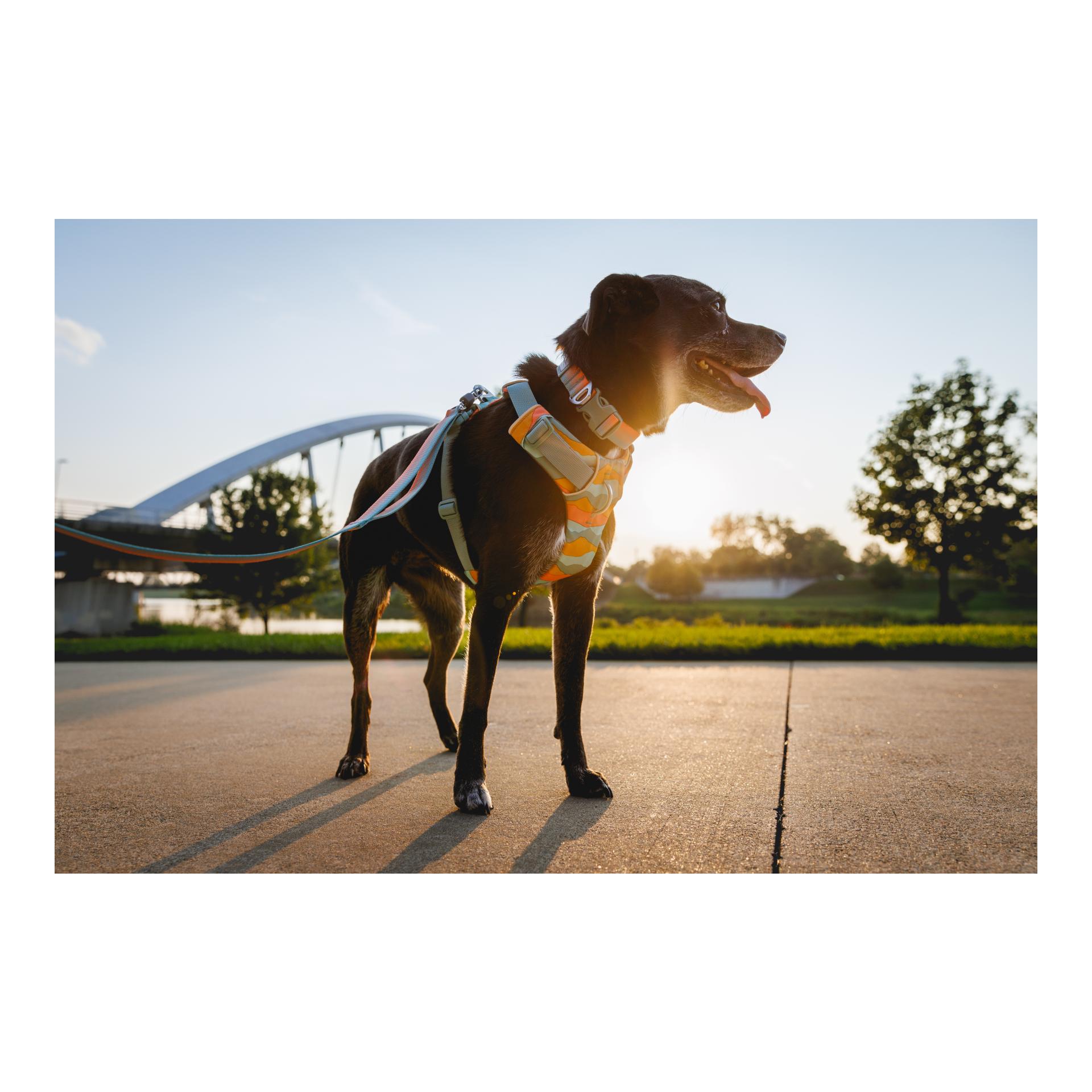 Ruffwear Front Range® Hundegeschirr