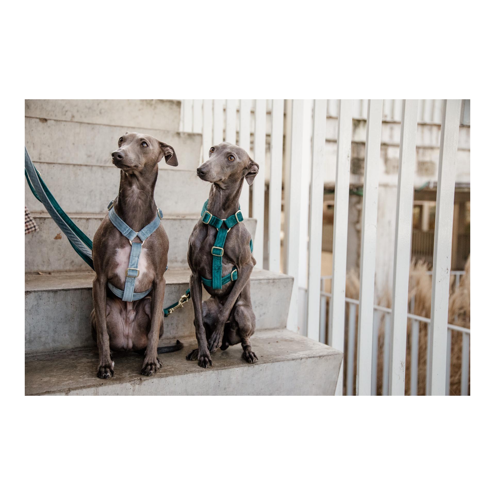 Kentucky Dogwear Hundegeschirr Loop Velvet - light blue