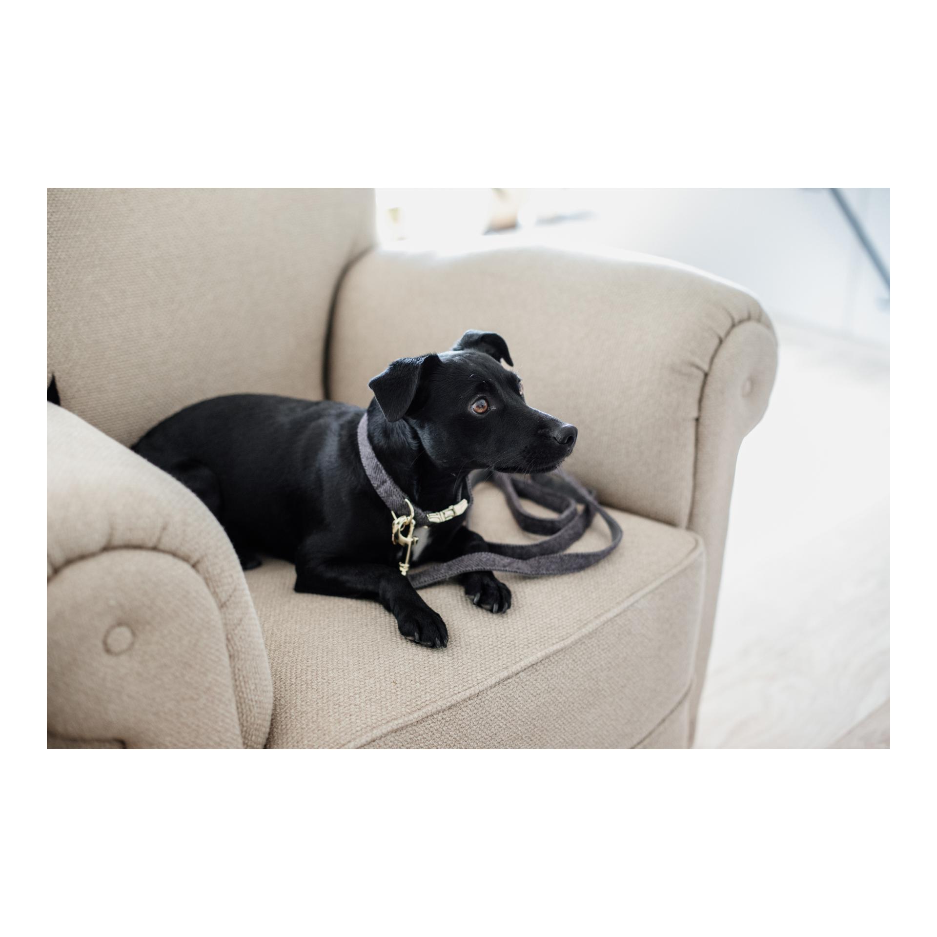 Kentucky Dogwear Hundehalsband Wool - grau