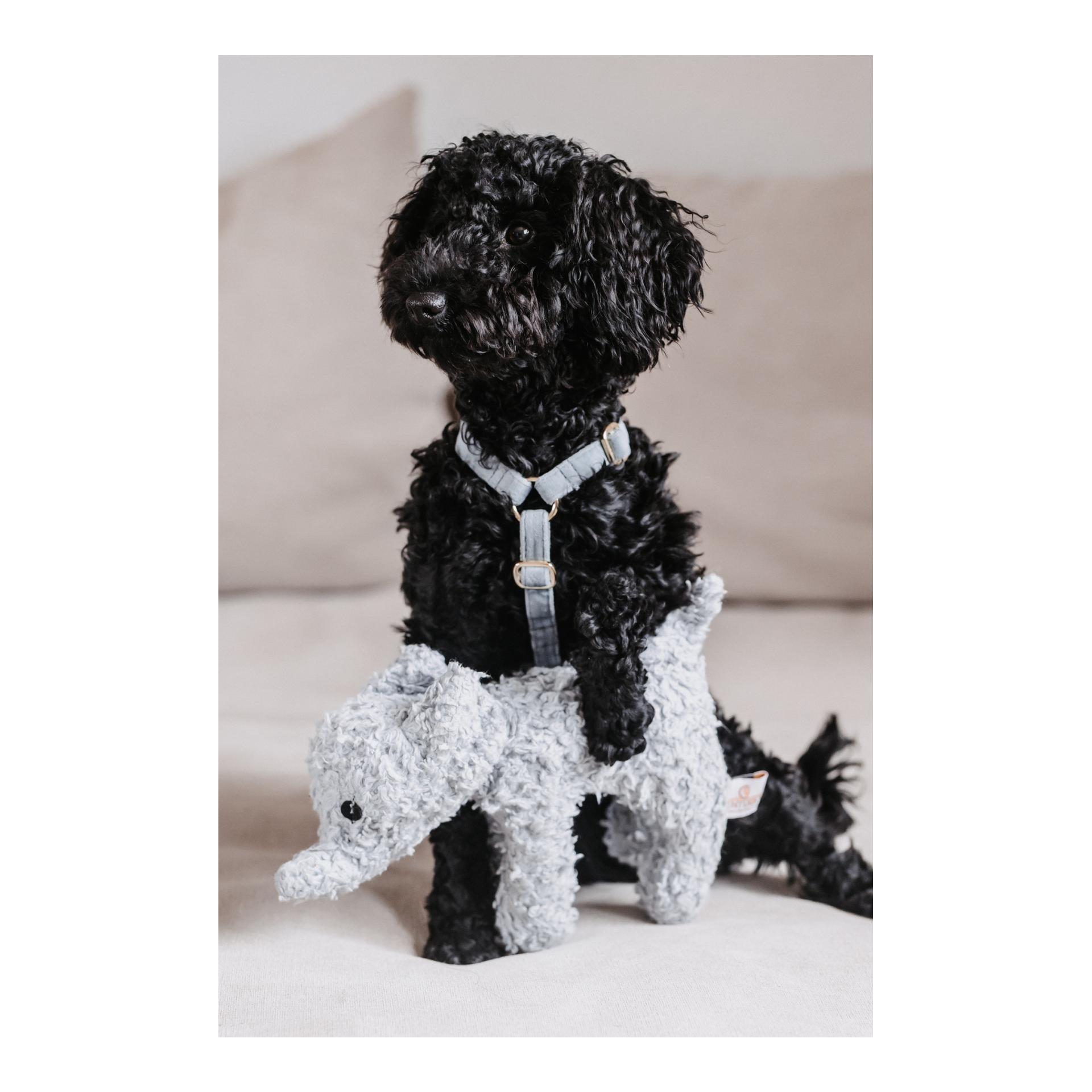 Kentucky Dogwear Hundegeschirr Loop Velvet - light blue