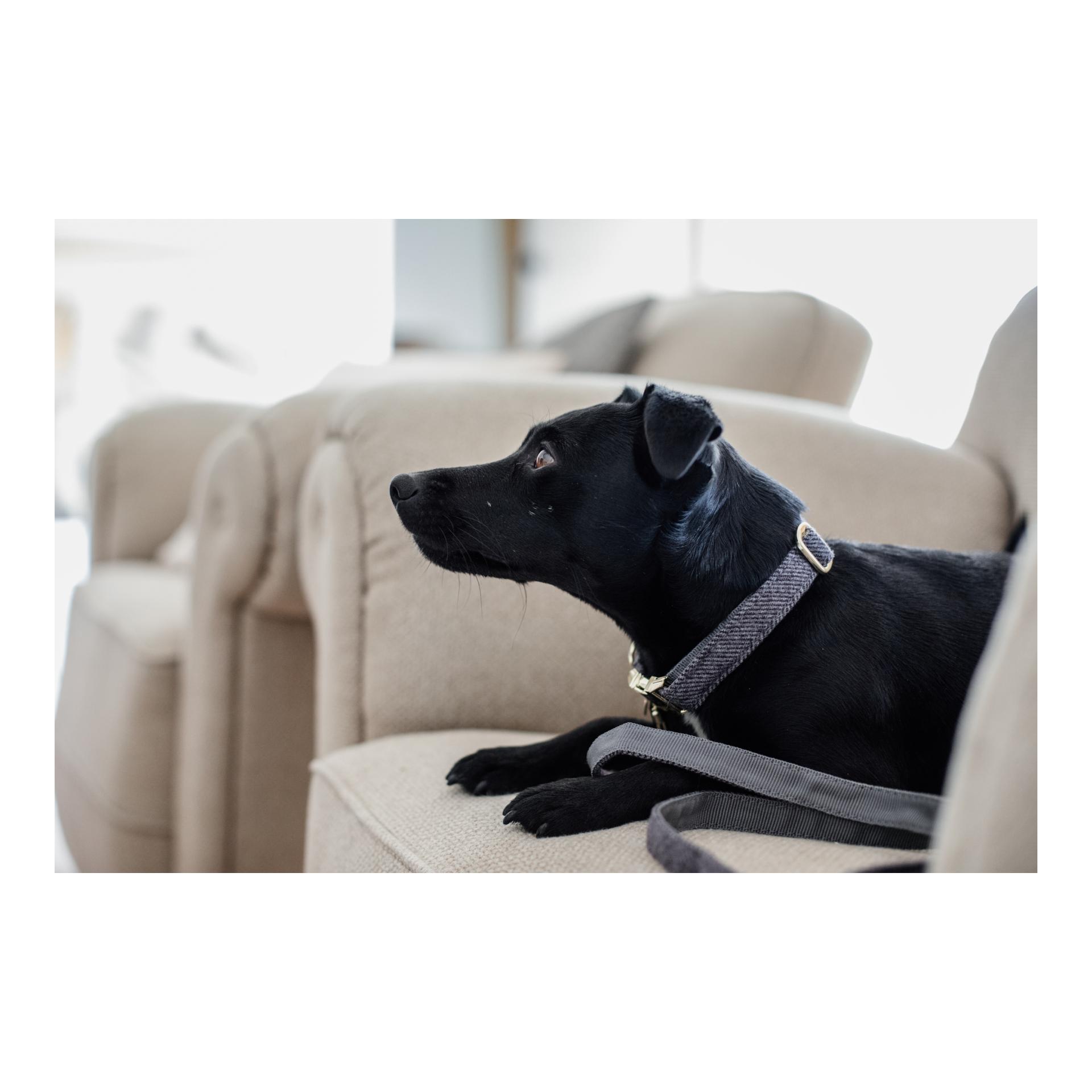 Kentucky Dogwear Hundehalsband Wool - grau