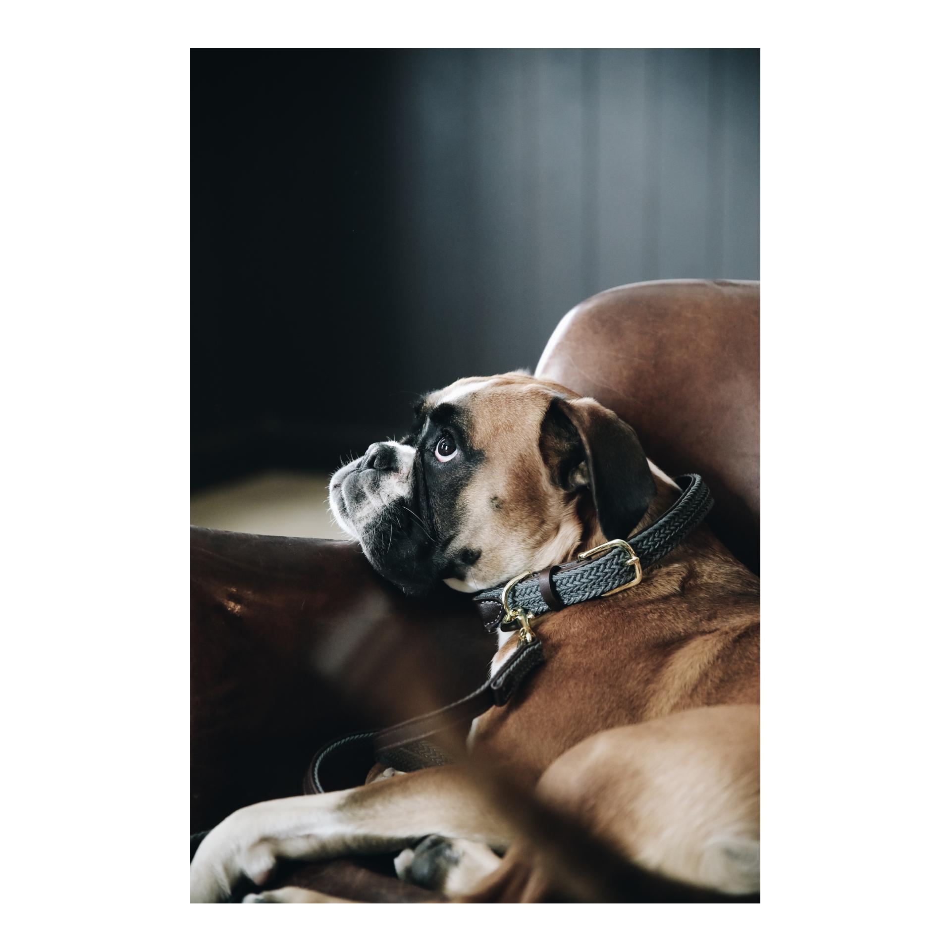 Hundehalsband Nylon geflochten - grau