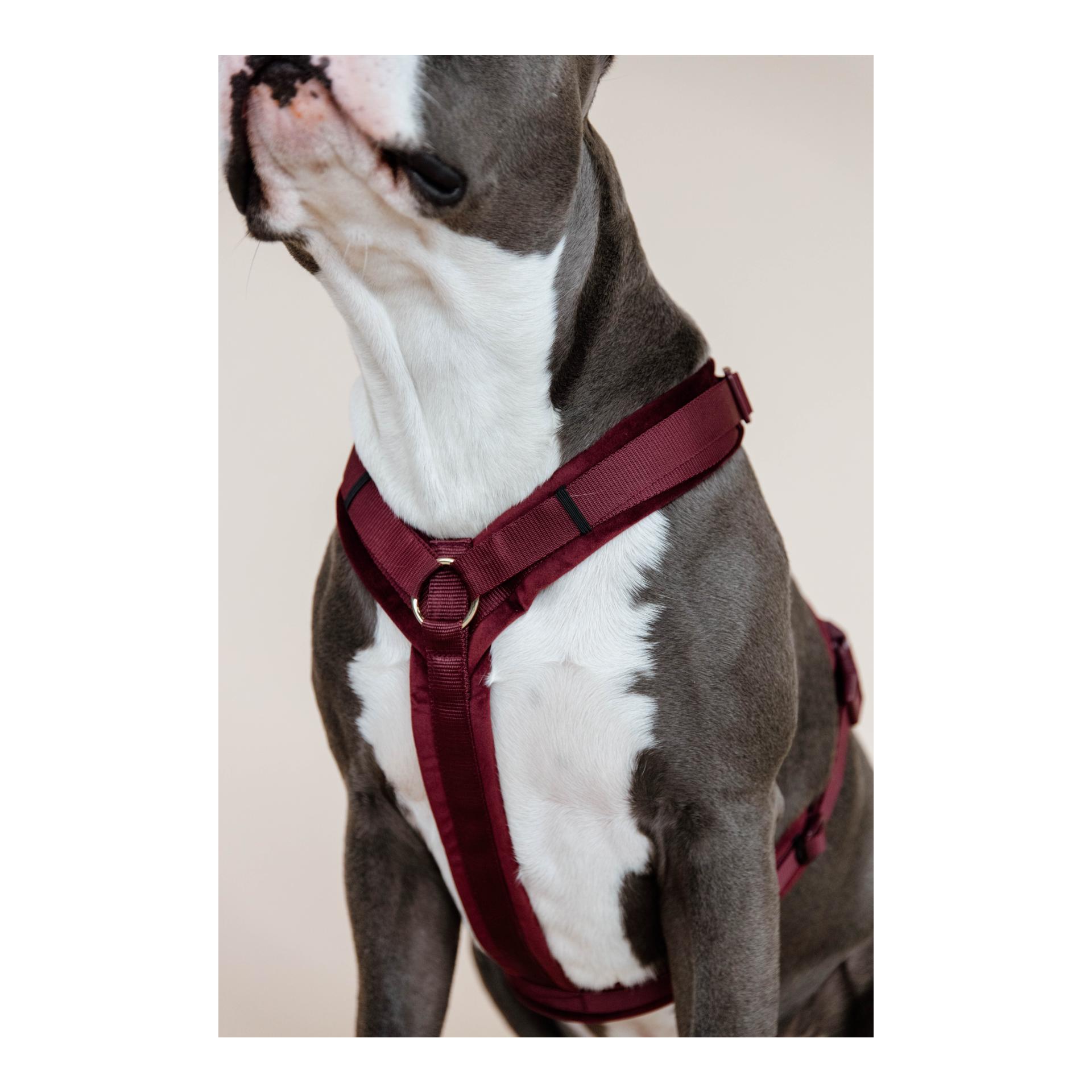 Kentucky Dogwear Hundegeschirr Active Velvet