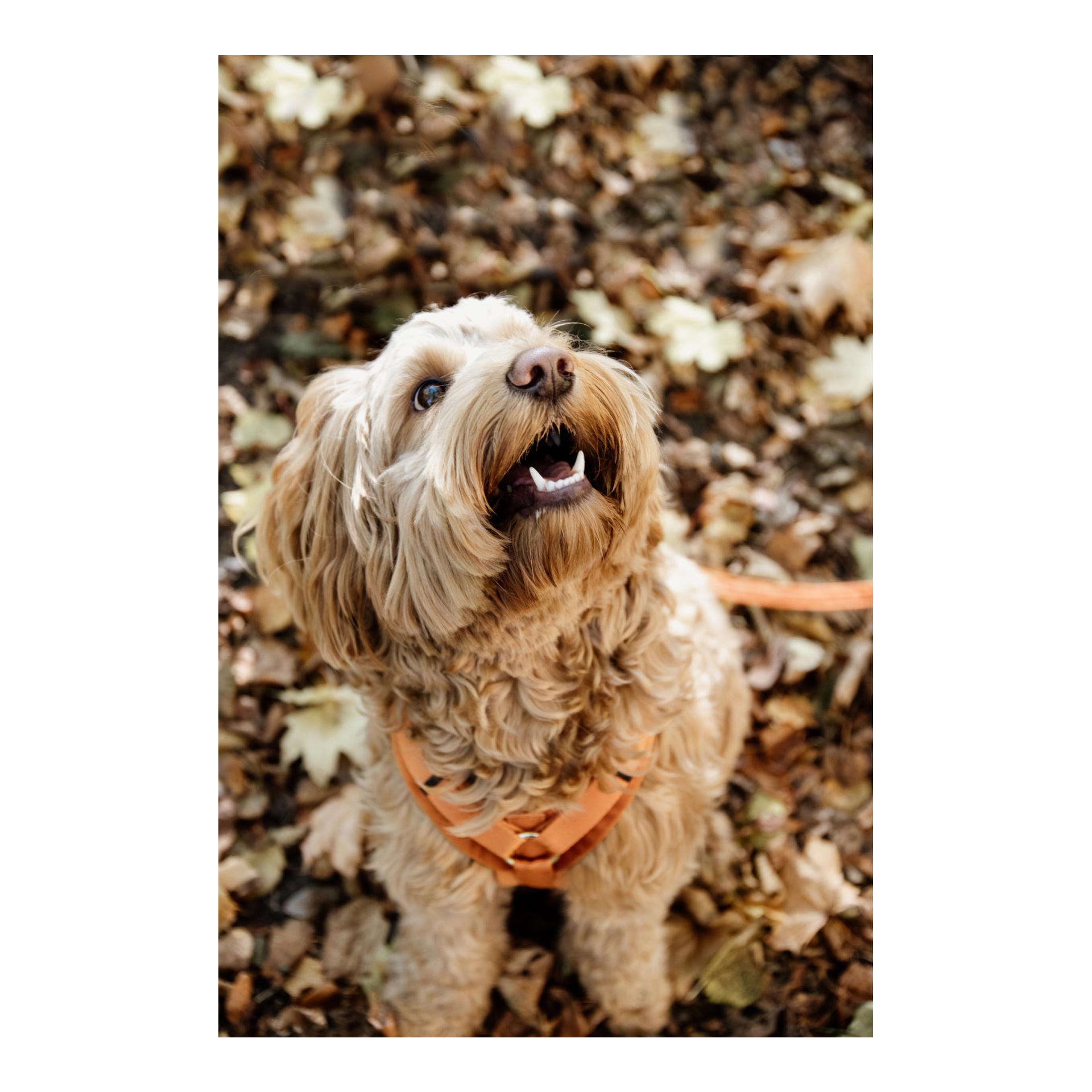 Kentucky Dogwear Hundegeschirr Active Velvet