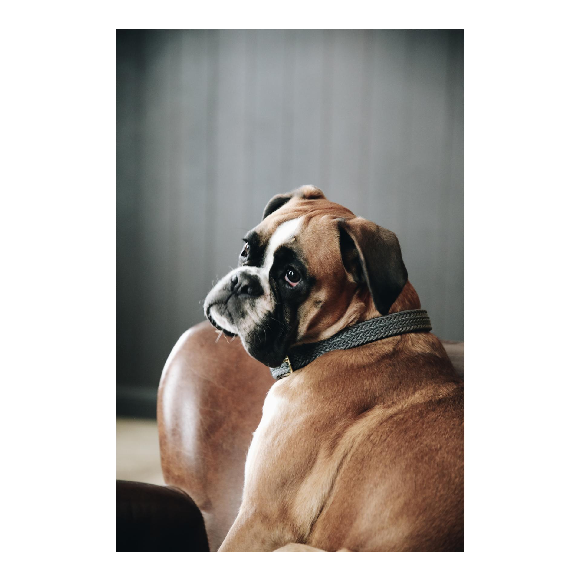 Hundehalsband Nylon geflochten - grau