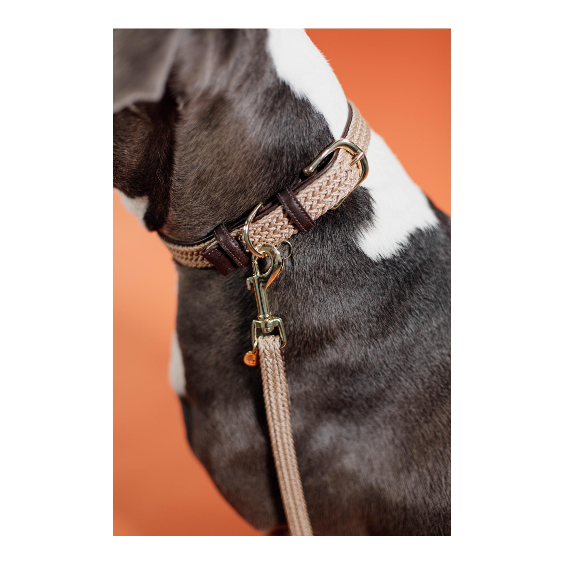 Kentucky Dogwear Hundehalsband Nylon geflochten