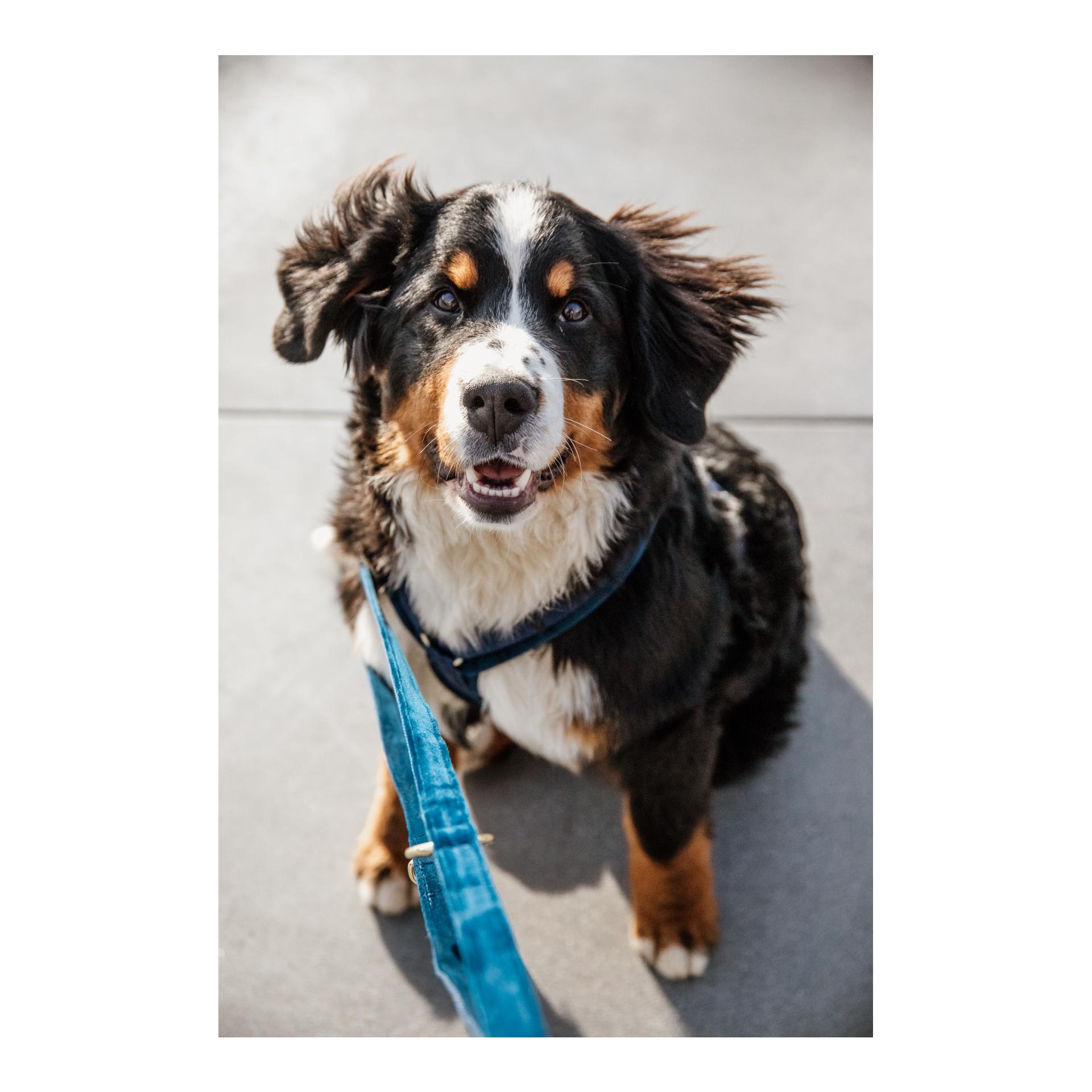 Kentucky Dogwear Hundeleine Velvet - bordeaux