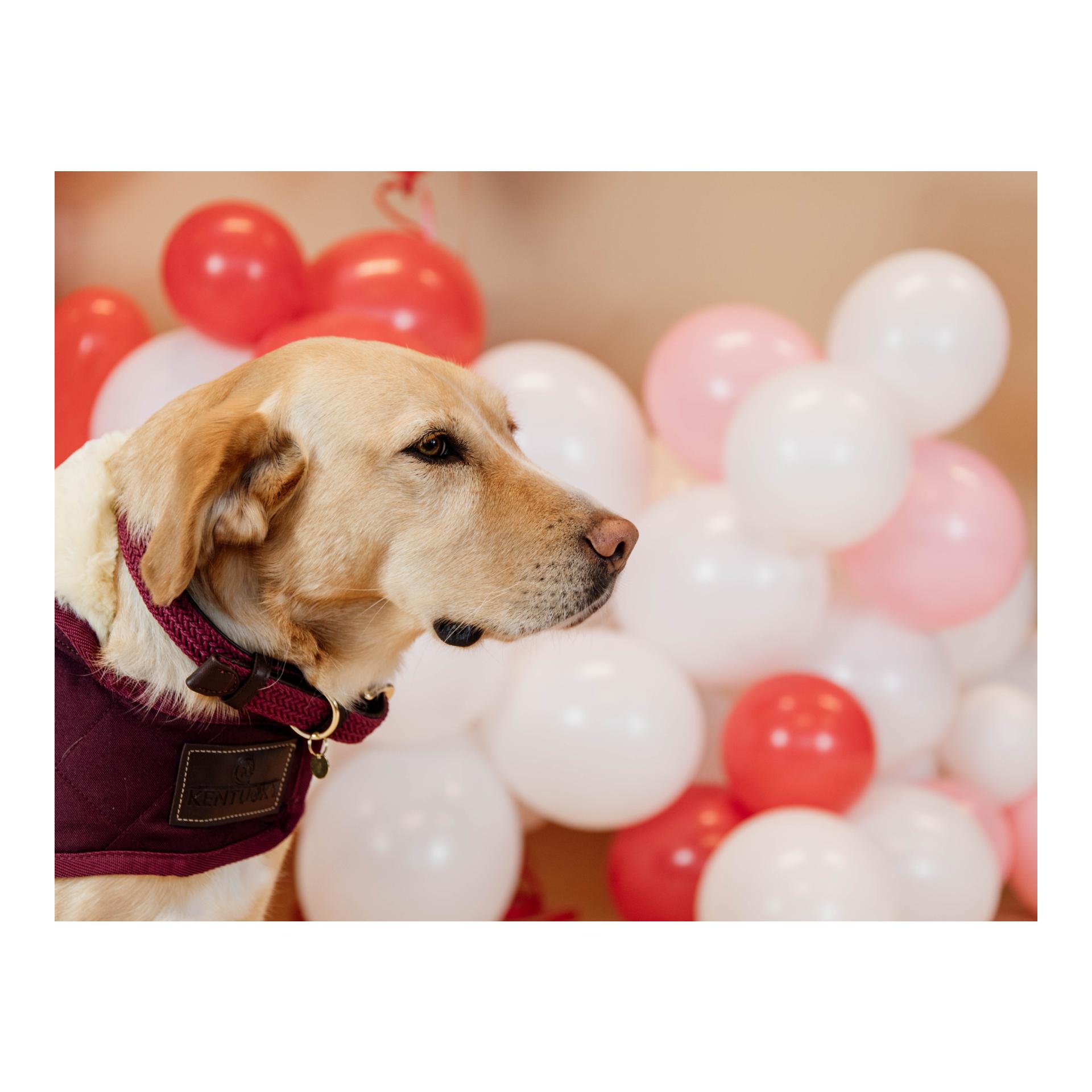 Collier de chien en nylon tressé - bordeaux