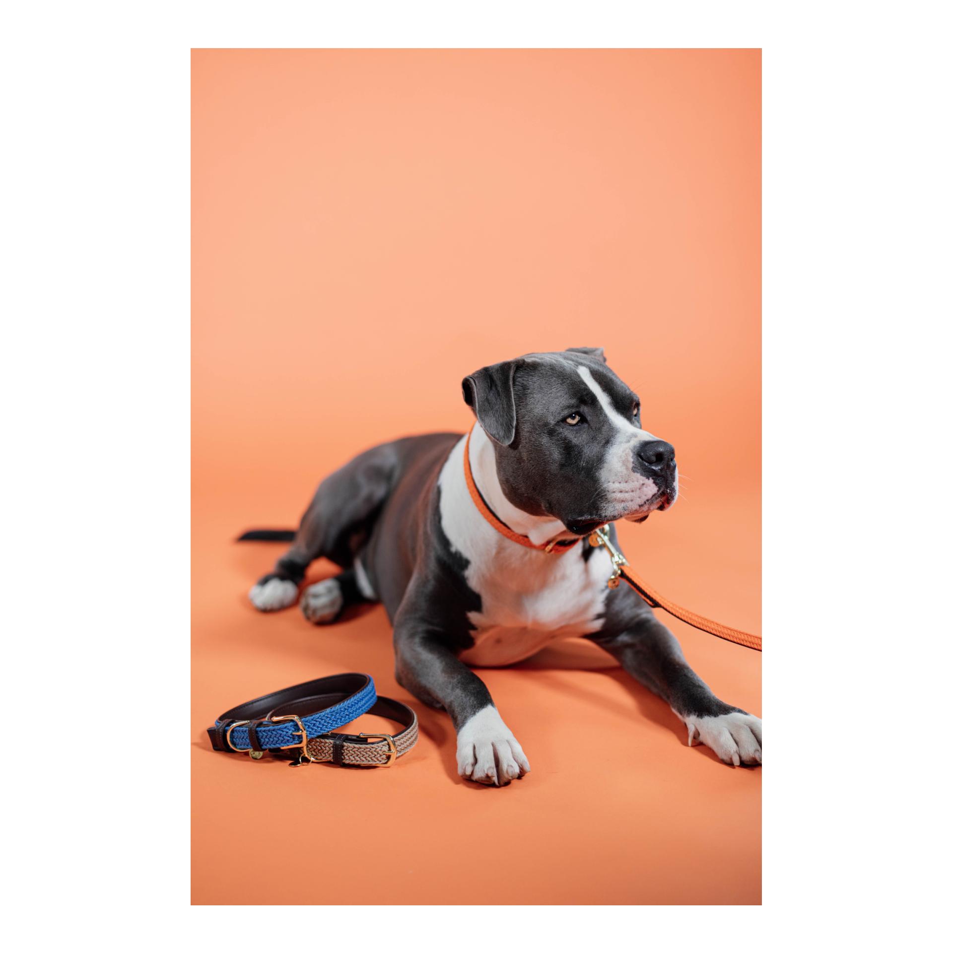 Kentucky Dogwear Hundehalsband Nylon geflochten