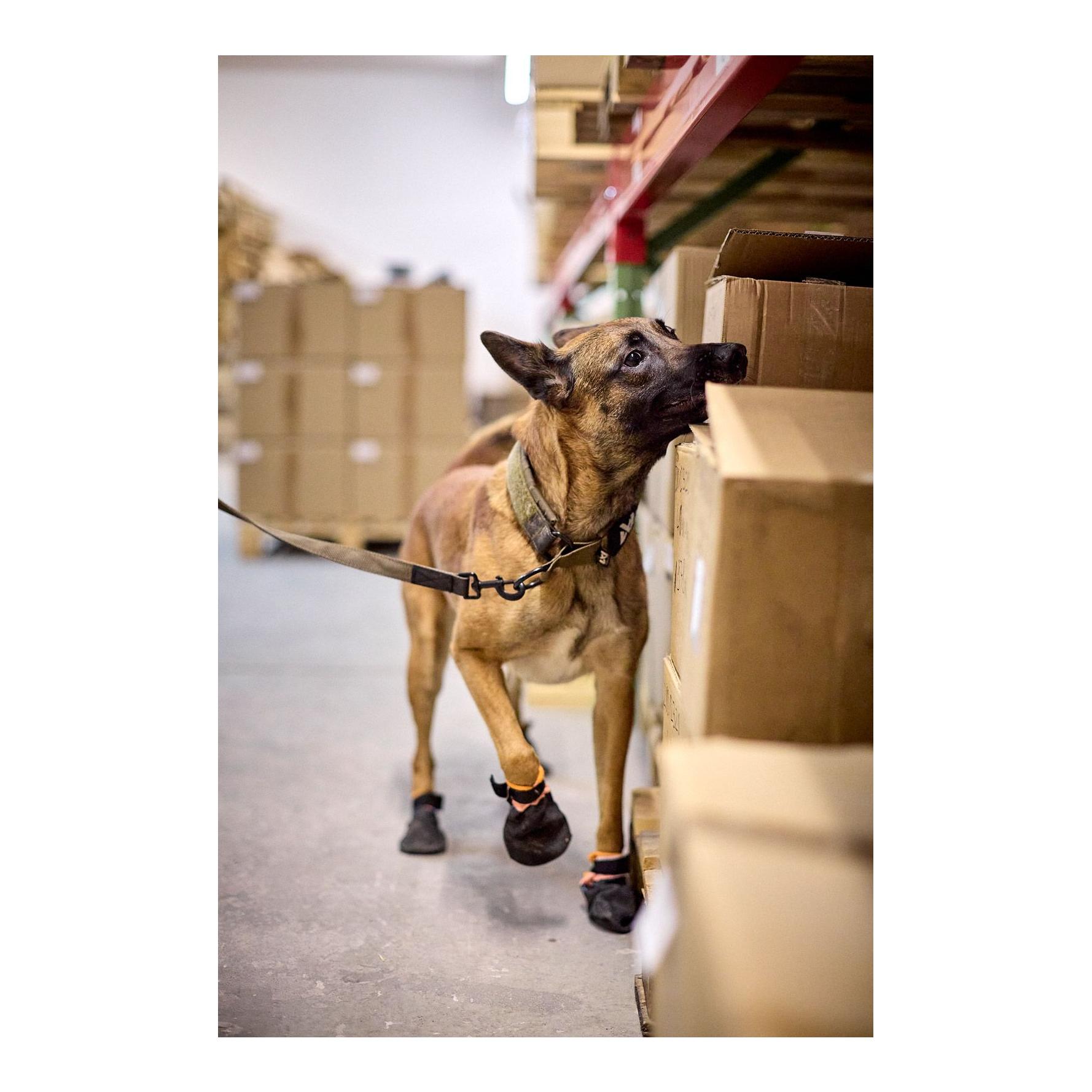 Non-stop Dogwear Hundehalsband Solid Collar Working Dog