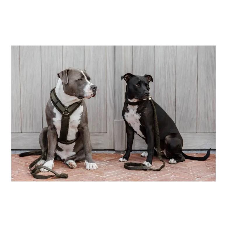 Kentucky Dogwear Hundehalsband Teddy Fleece