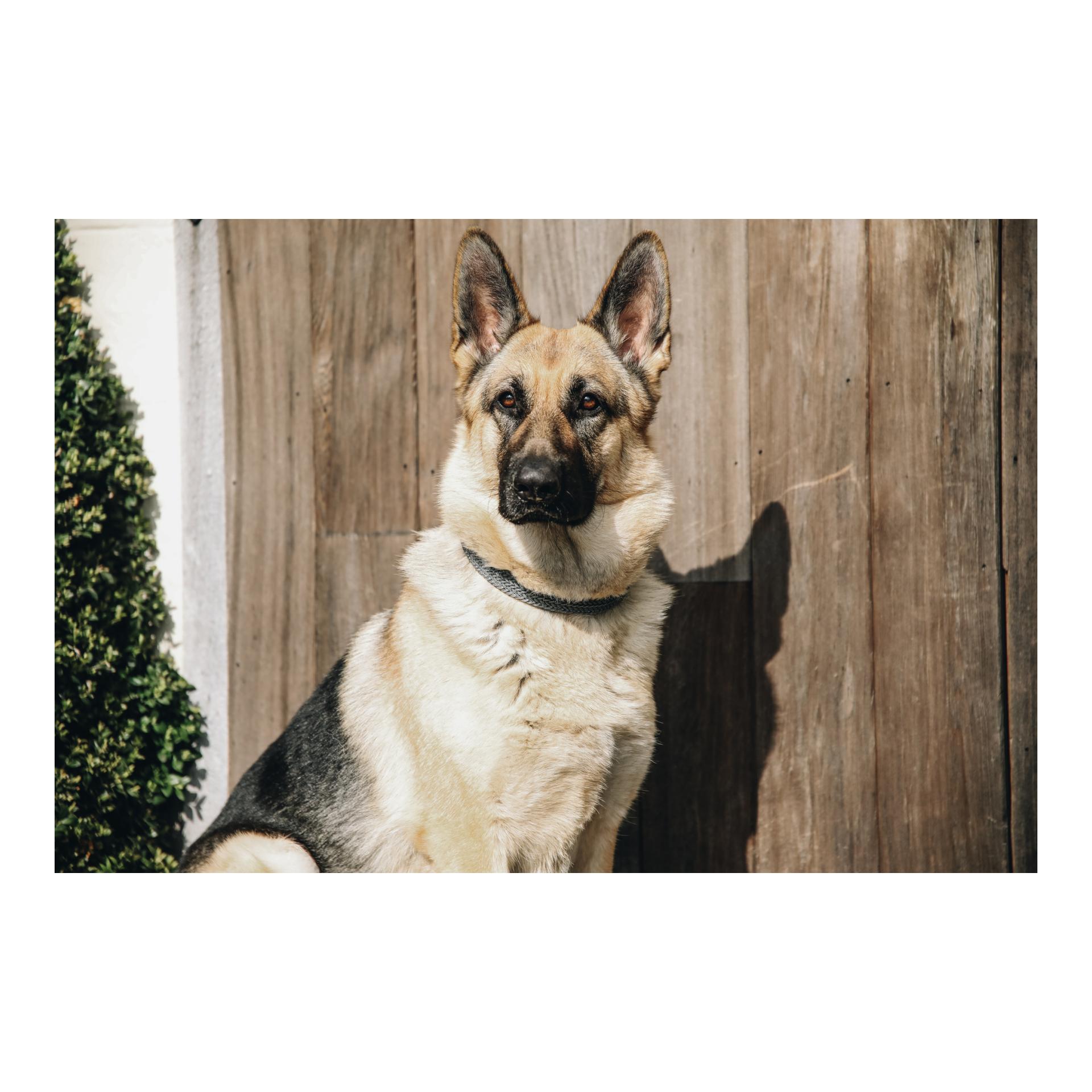 Hundehalsband Nylon geflochten - grau