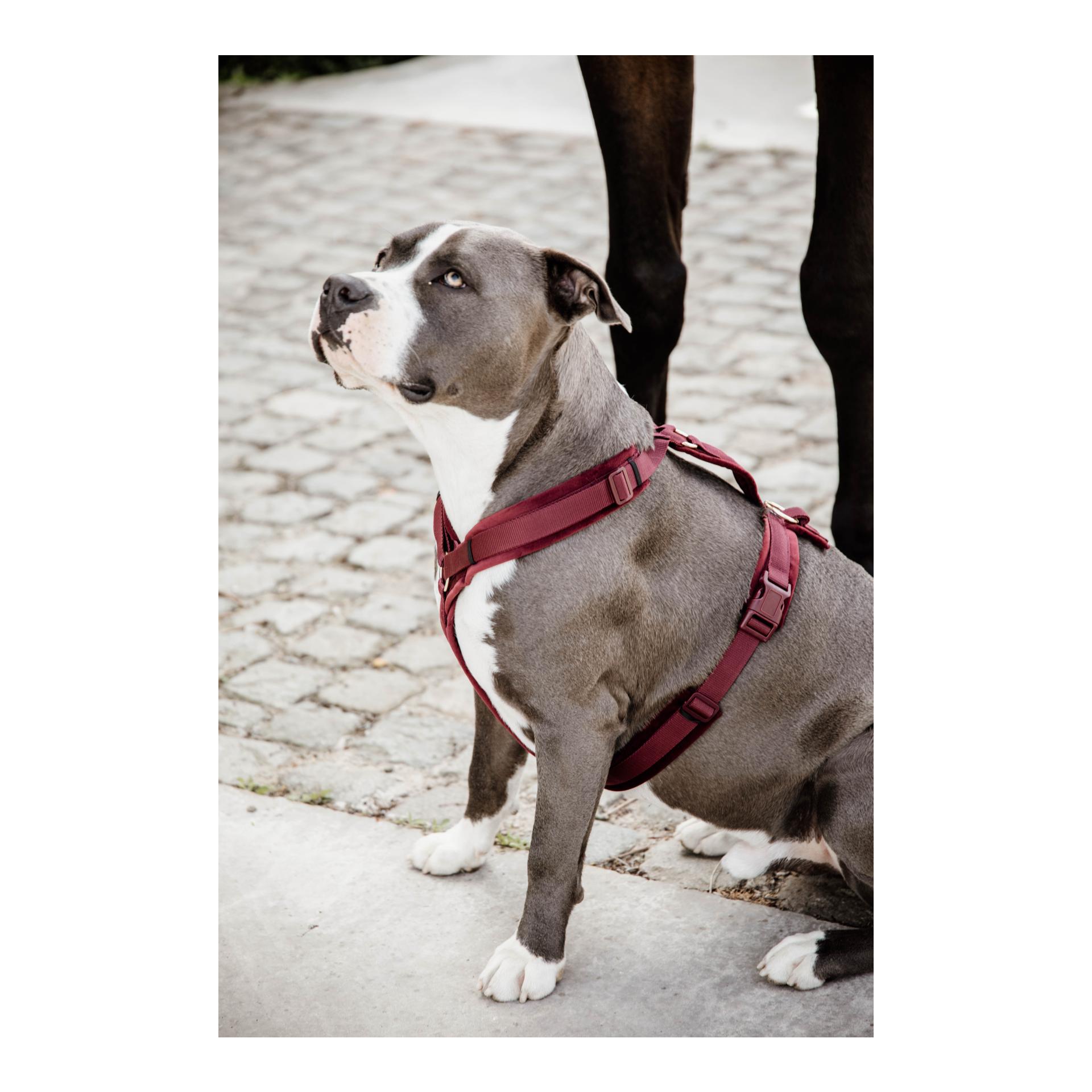 Kentucky Dogwear Hundegeschirr Active Velvet