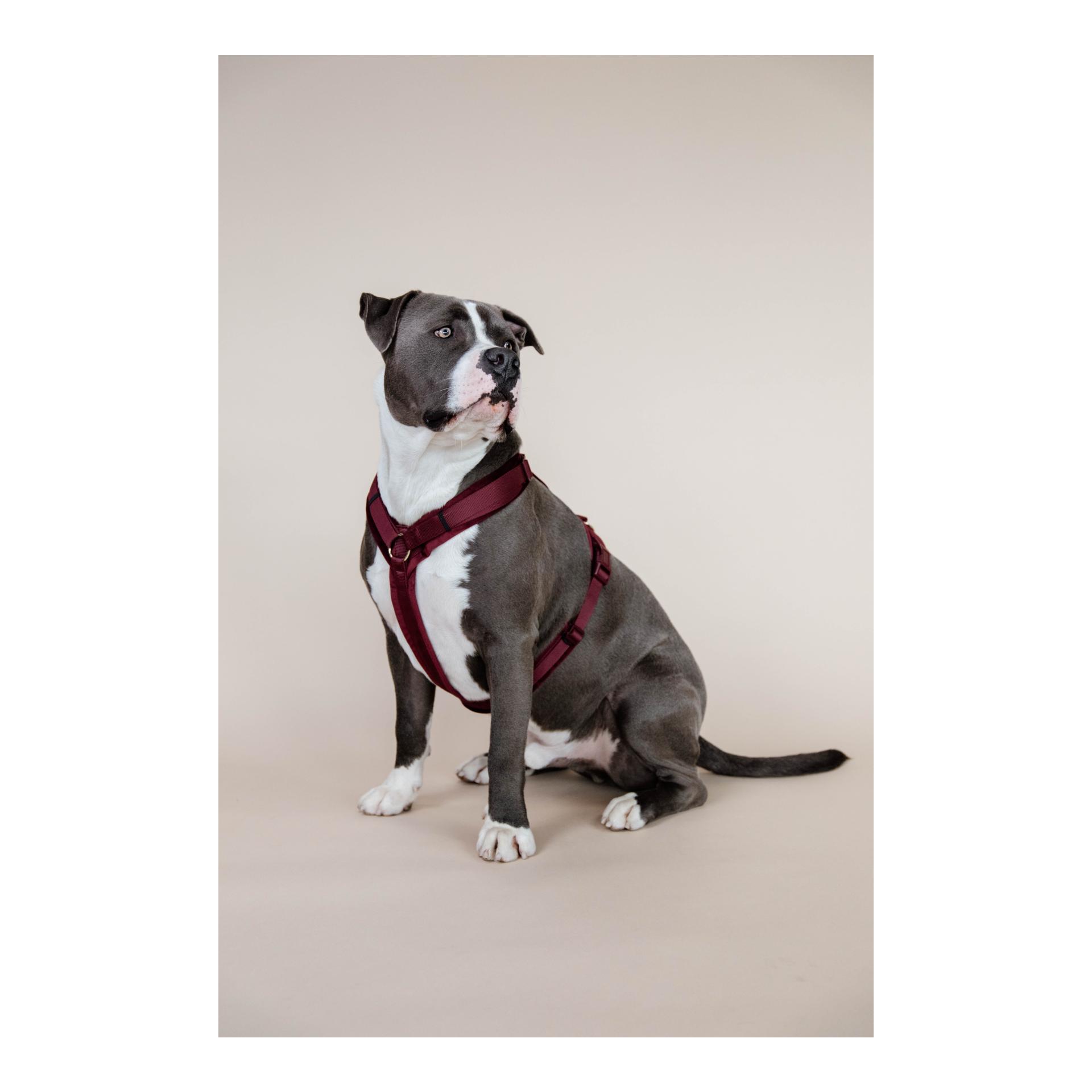 Kentucky Dogwear Hundegeschirr Active Velvet