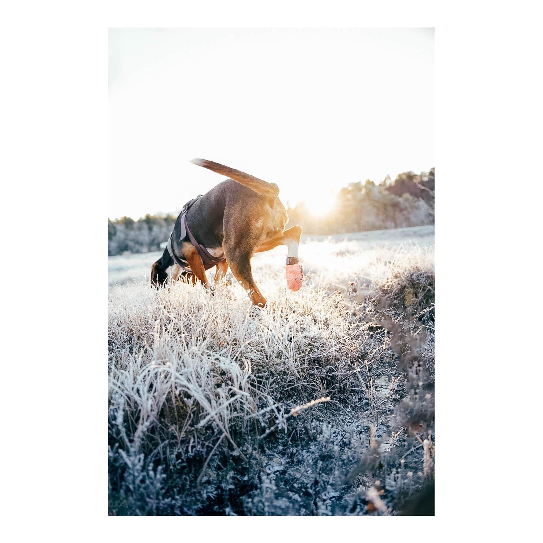 Non-stop Dogwear Protector Light Socks Chaussures pour chiens