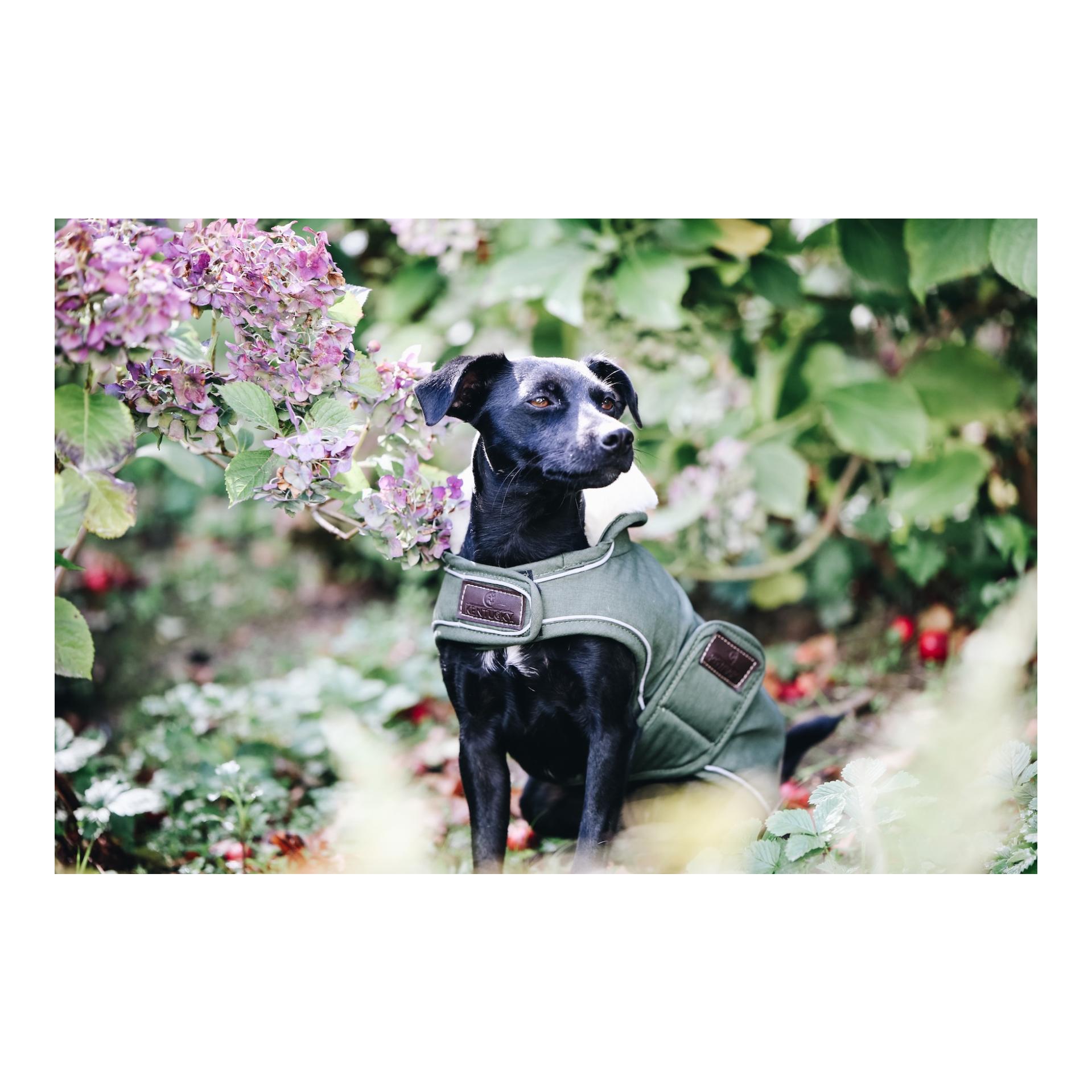 Kentucky Dogwear Hundemantel wasserdicht 300g - olive green