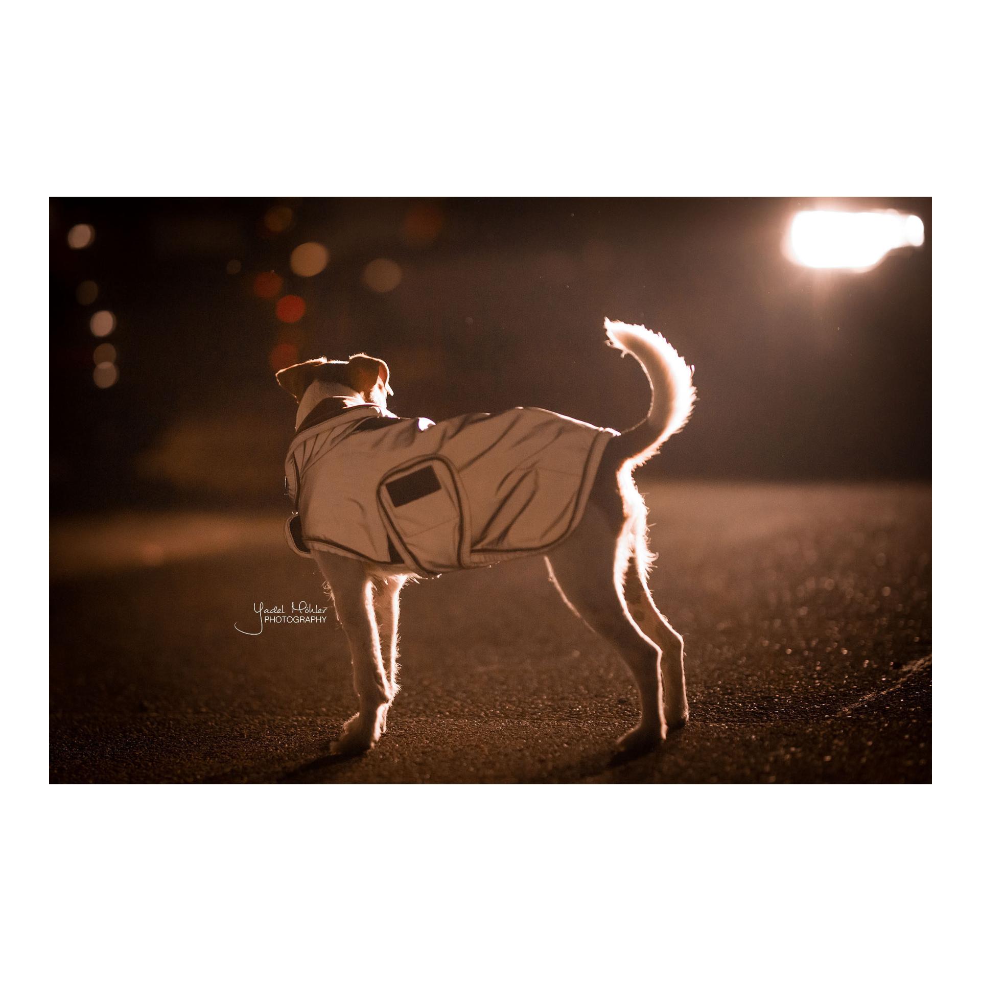 Kentucky Dogwear Hundemantel reflektierend & wasserabweisend