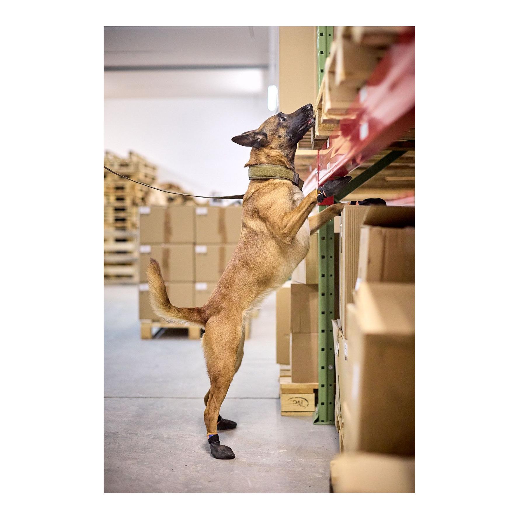 Non-stop Dogwear Hundehalsband Solid Collar Working Dog