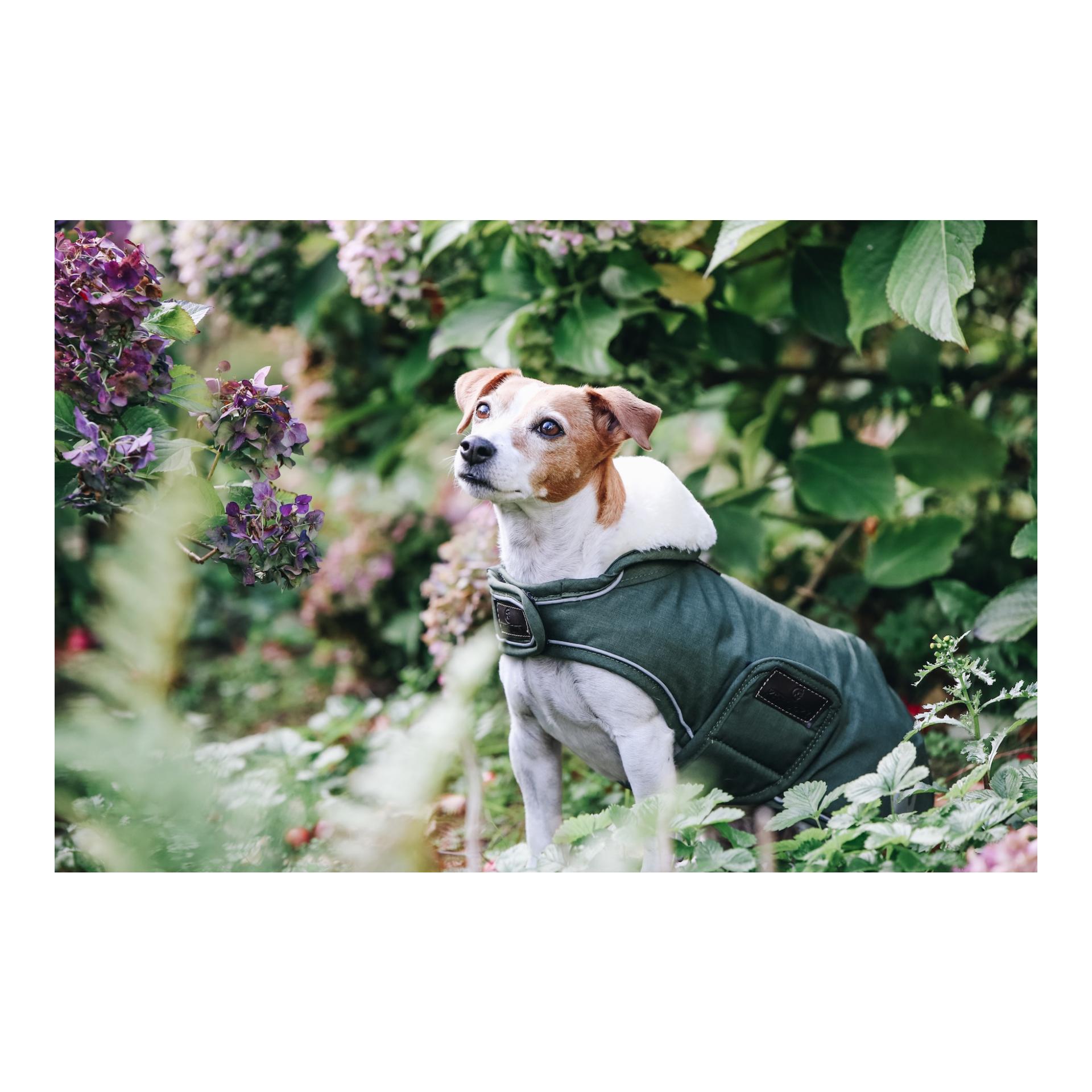 Kentucky Dogwear Hundemantel wasserdicht 300g - olive green