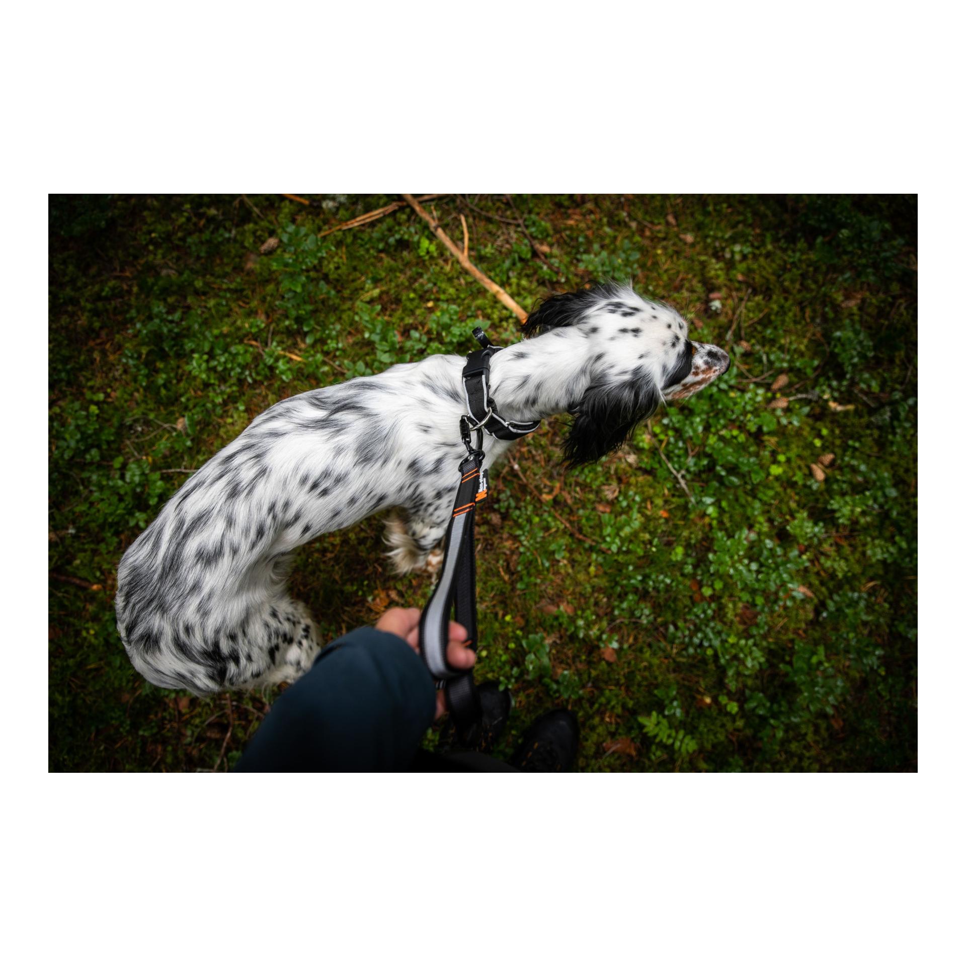 Non-stop Dogwear Laisse pour chien Touring Bungee Leash Adjustable