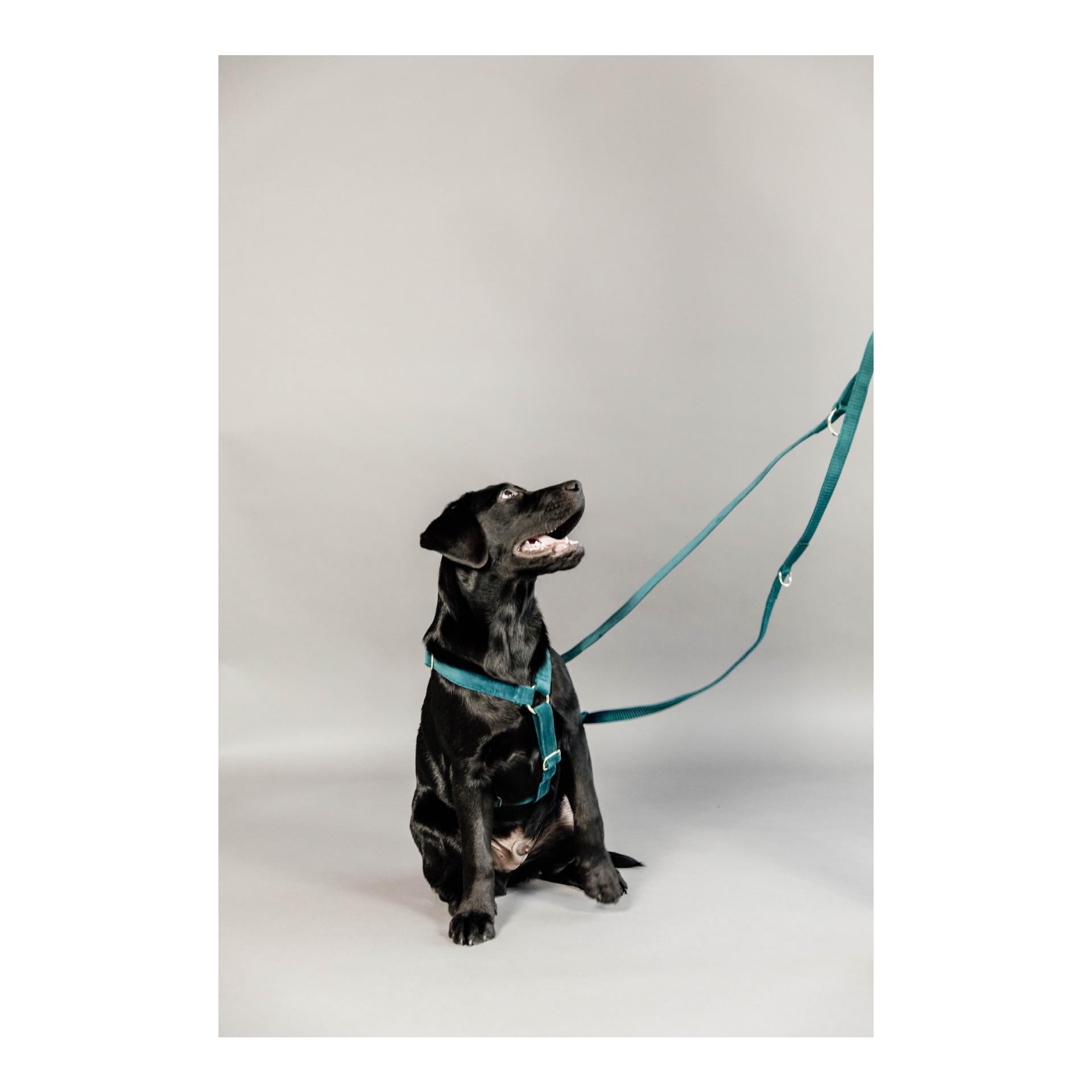 Kentucky Dogwear Hundeleine Velvet - bordeaux