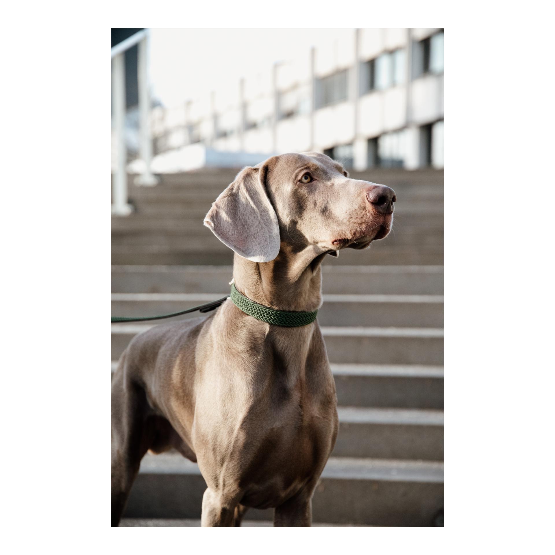 Hundehalsband Nylon geflochten - olive green