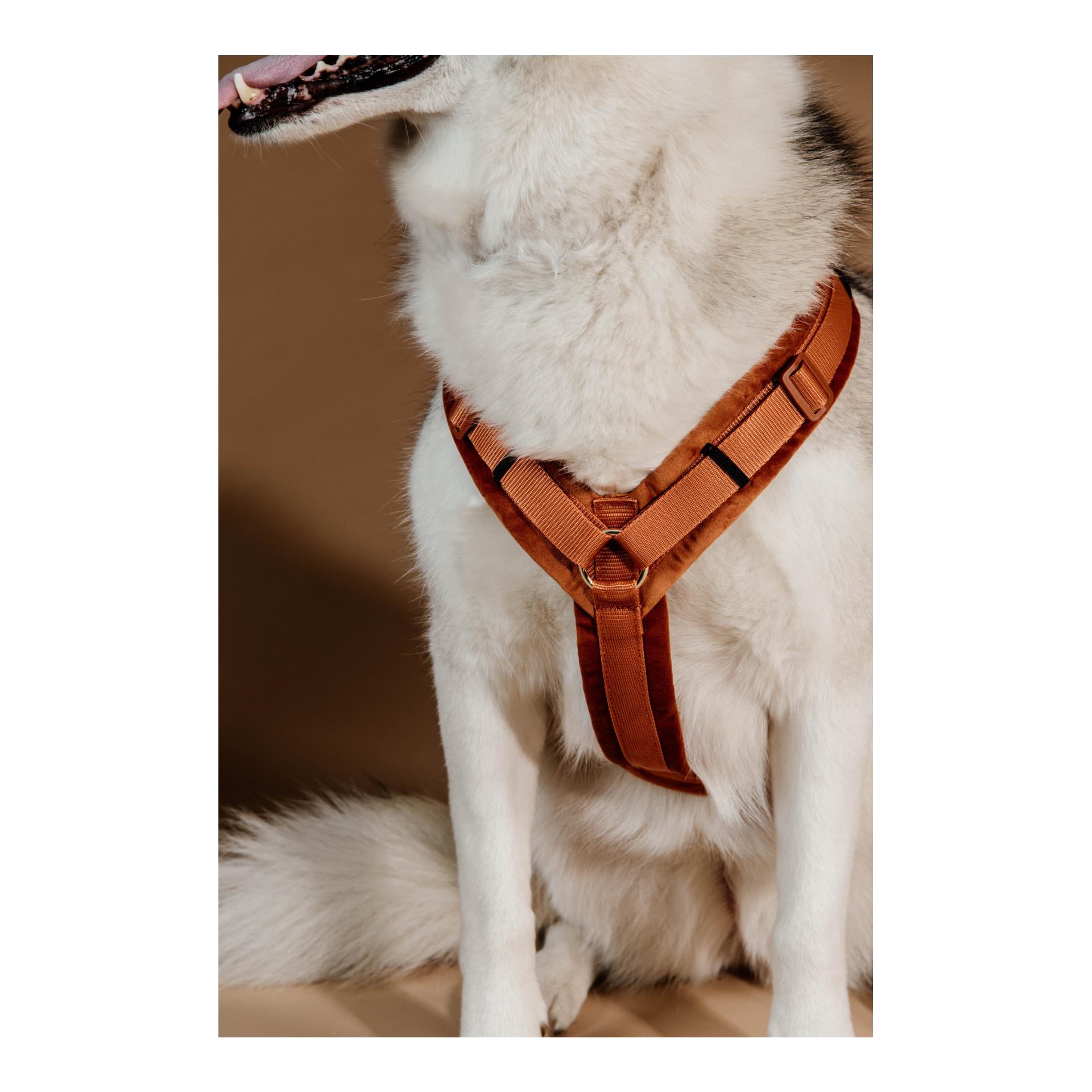 Kentucky Dogwear Hundegeschirr Active Velvet