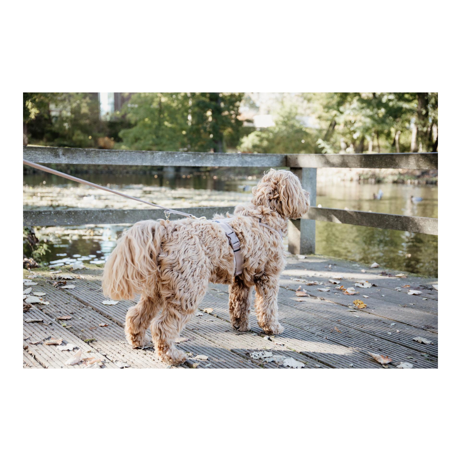 Kentucky Dogwear Hundegeschirr Active Velvet