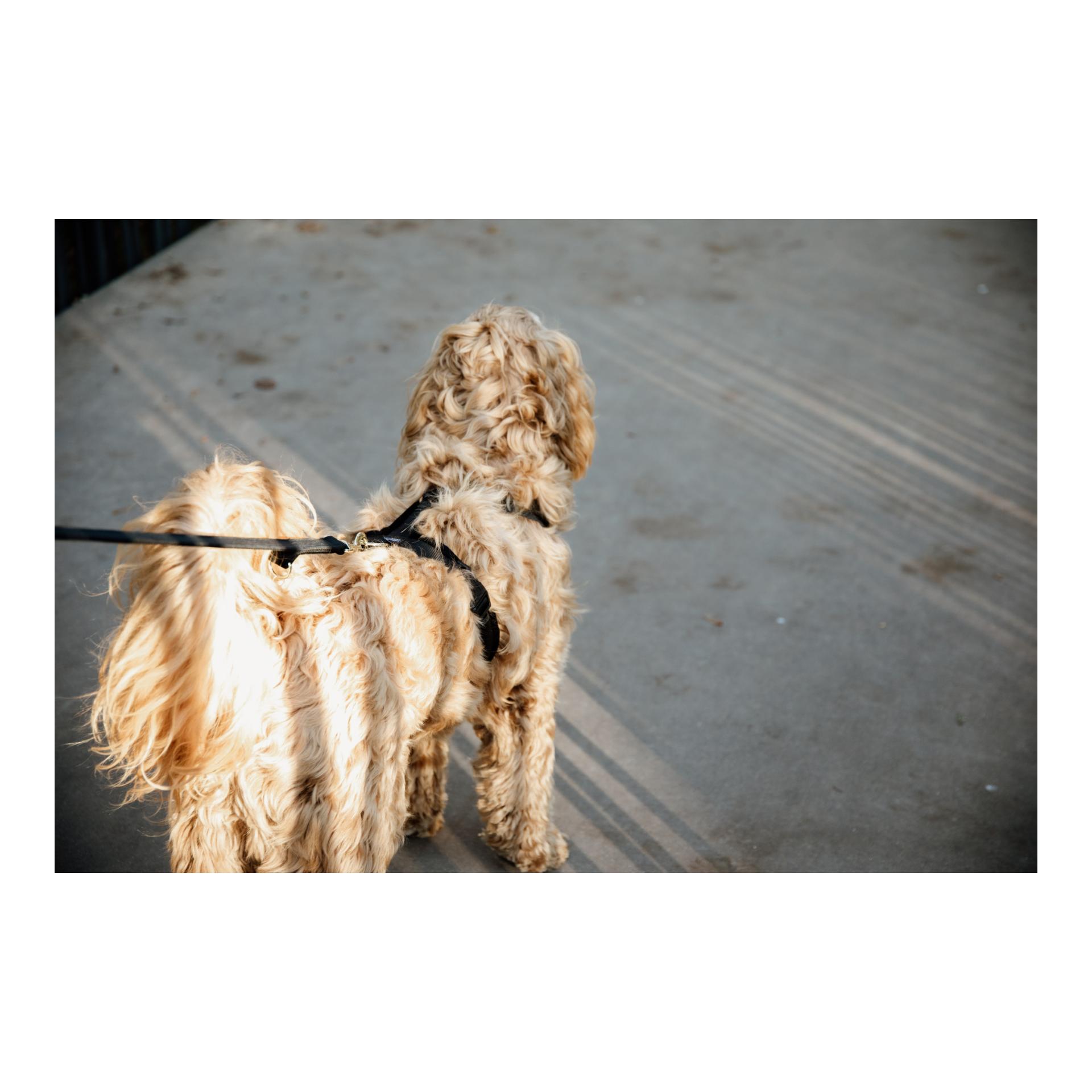 Kentucky Dogwear Hundegeschirr Active Velvet