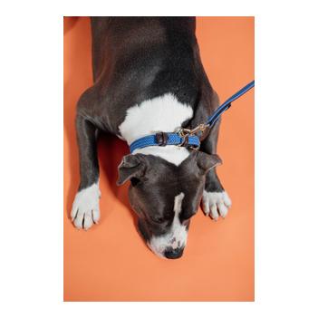 Kentucky Dogwear Hundehalsband Nylon geflochten