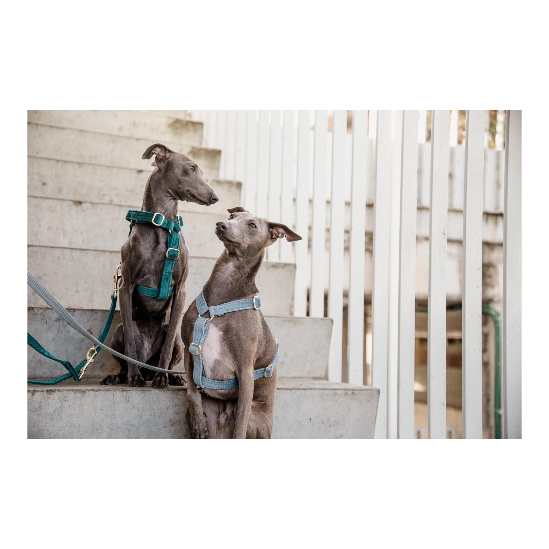 Kentucky Dogwear Hundegeschirr Loop Velvet - light blue
