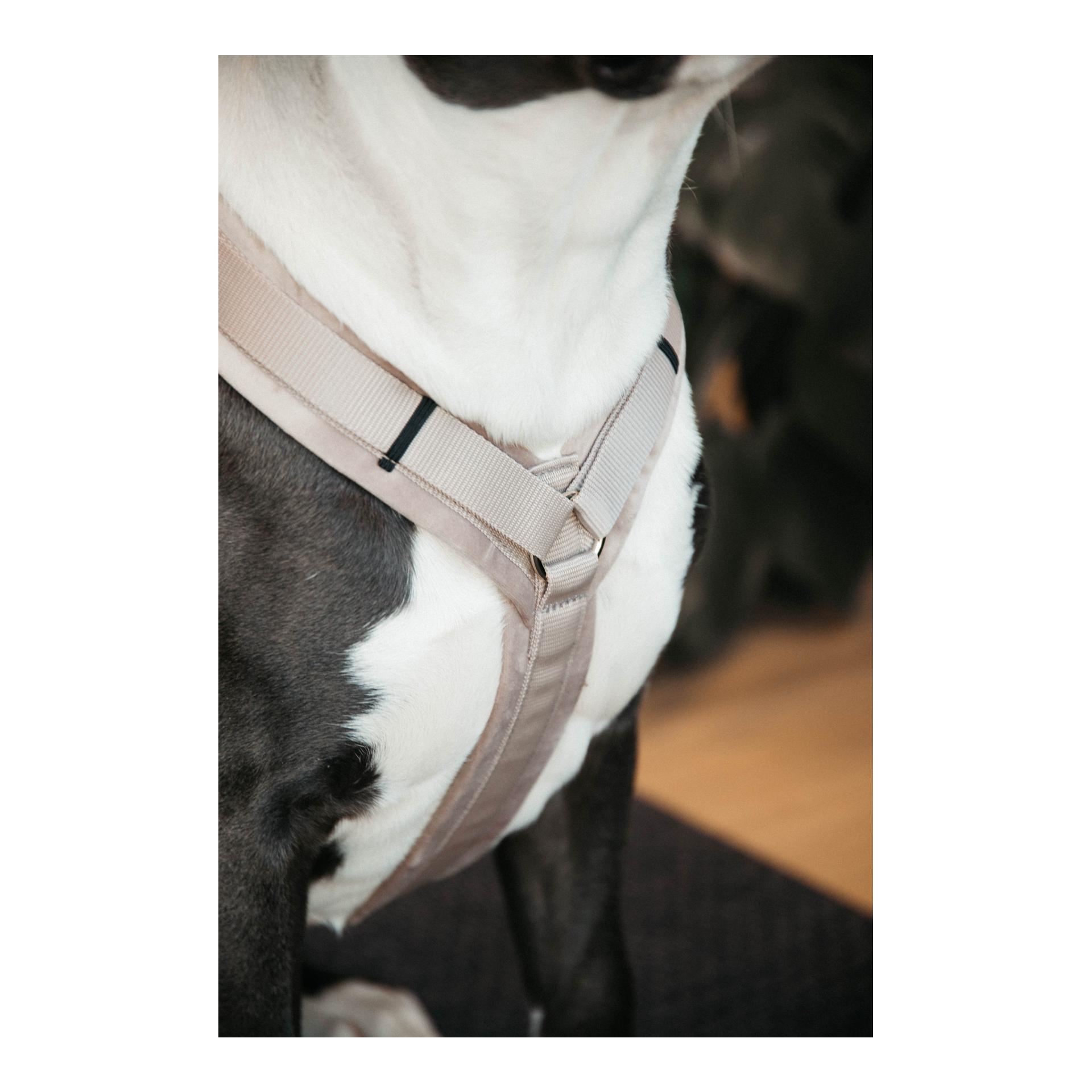Kentucky Dogwear Hundegeschirr Active Velvet