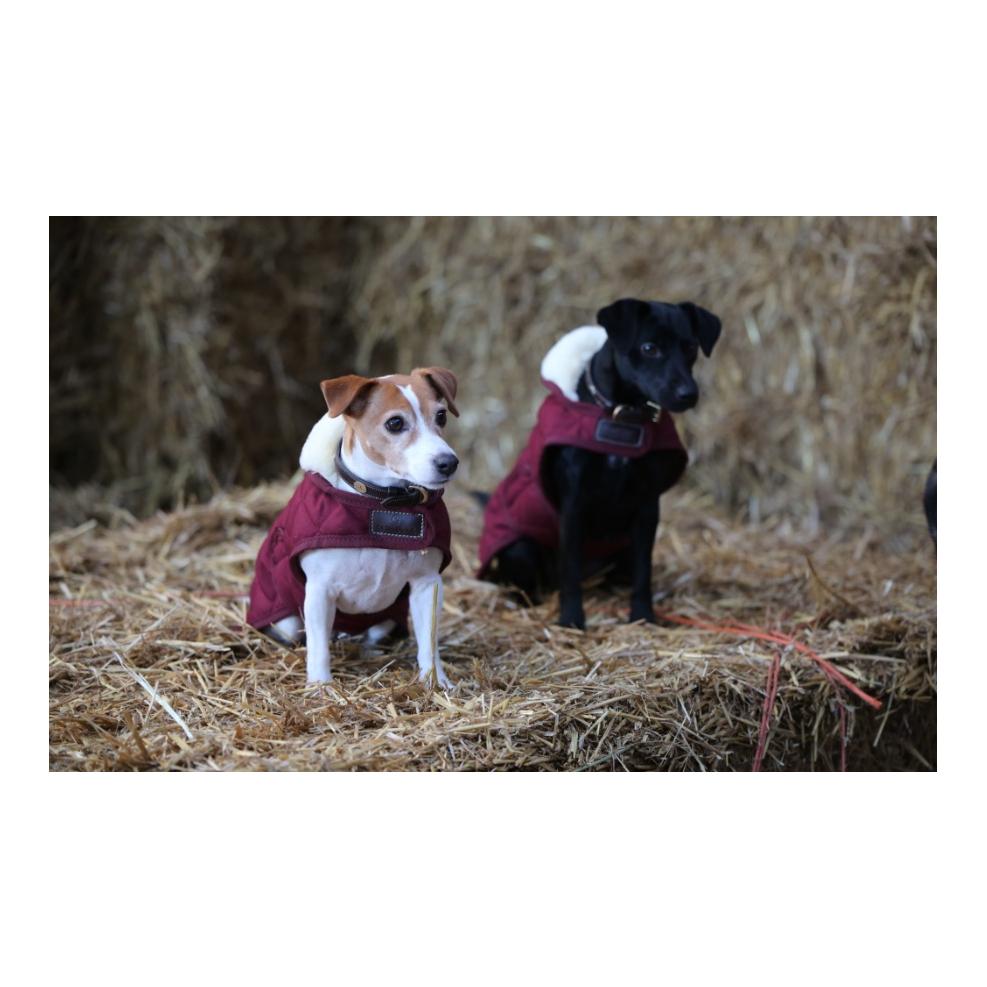 Kentucky Dogwear Hundemantel Original - bordeaux