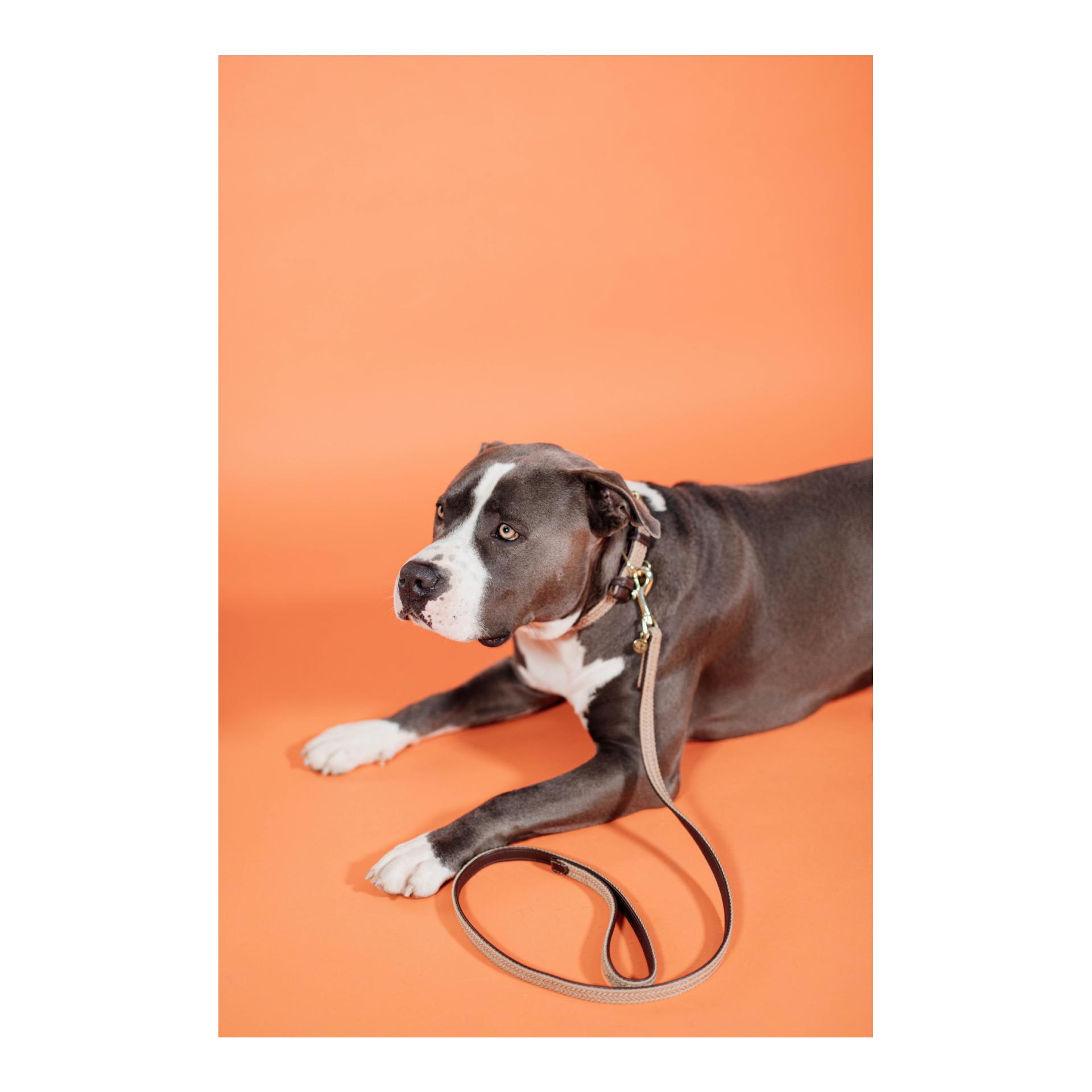 Kentucky Dogwear Hundehalsband Nylon geflochten