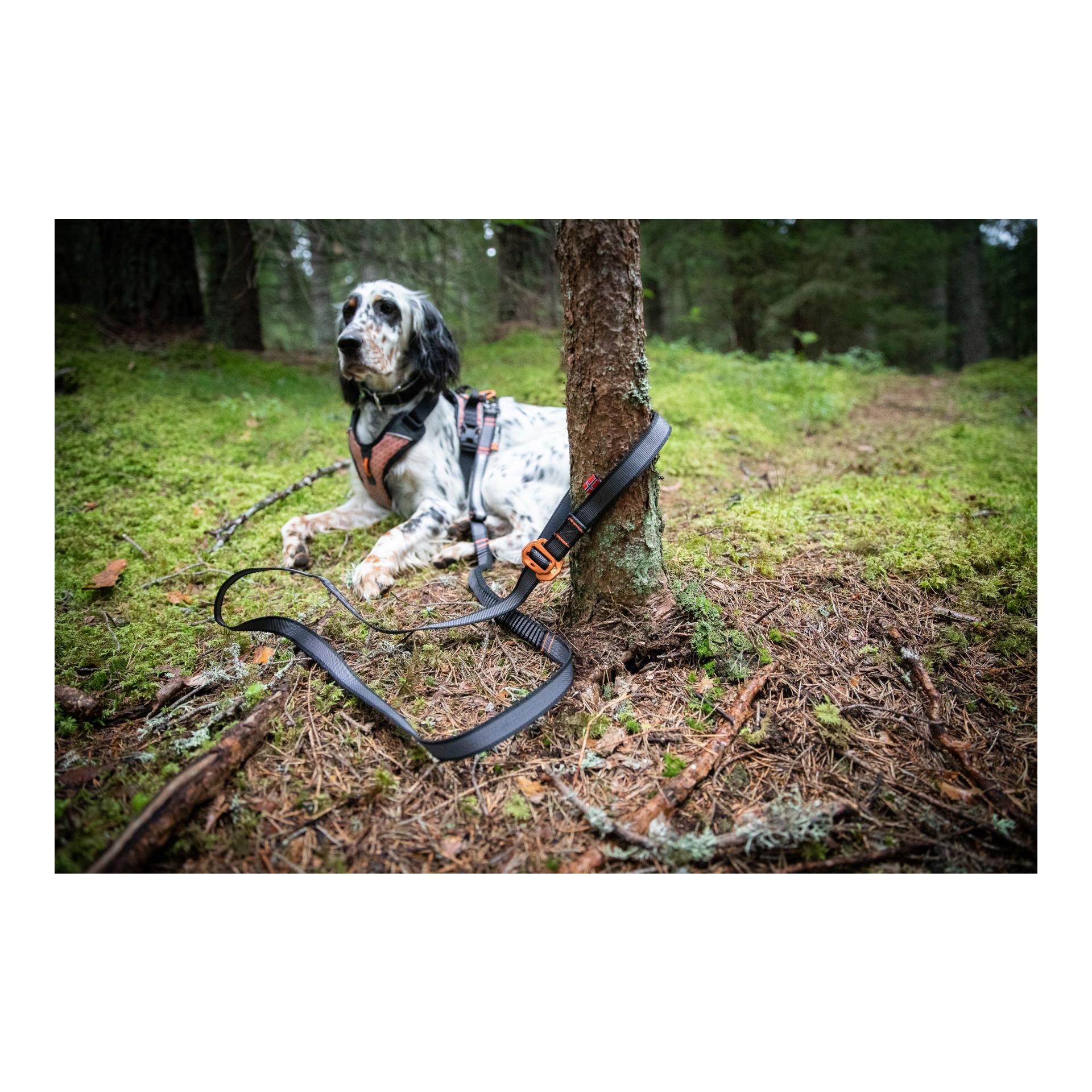 Non-stop Dogwear Laisse pour chien Touring Bungee Leash Adjustable