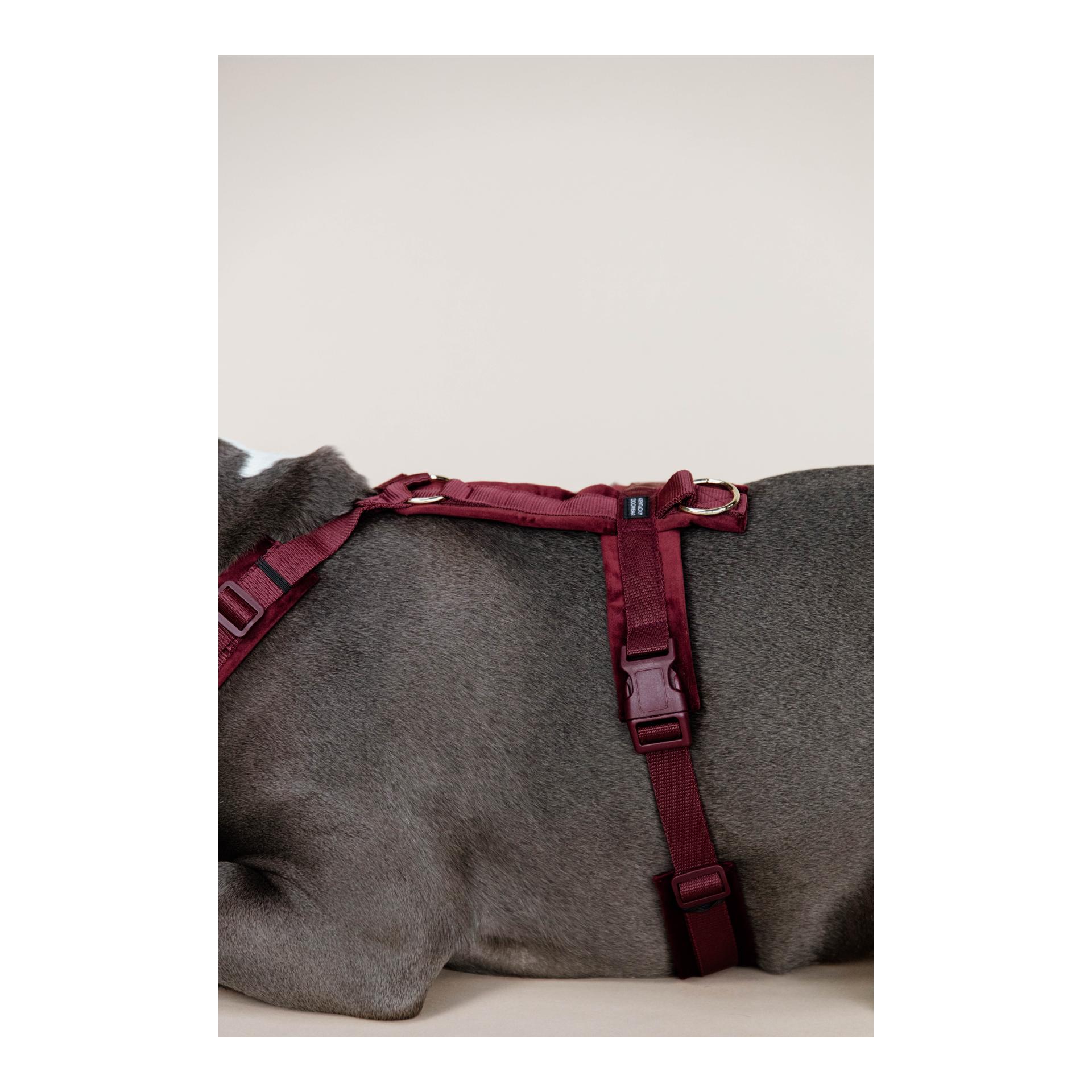 Kentucky Dogwear Hundegeschirr Active Velvet