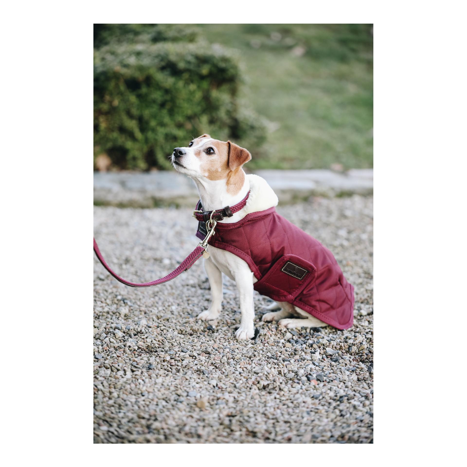 Collier de chien en nylon tressé - bordeaux