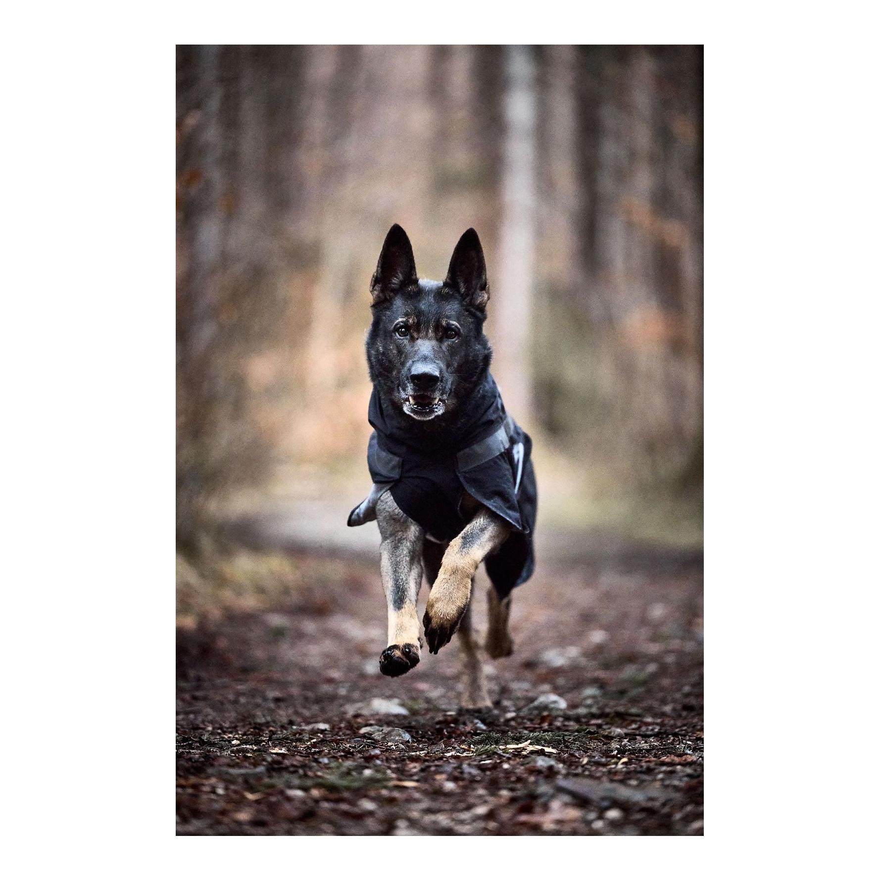 Non-stop Dogwear Hunderegenmantel Trekking Dog Raincoat