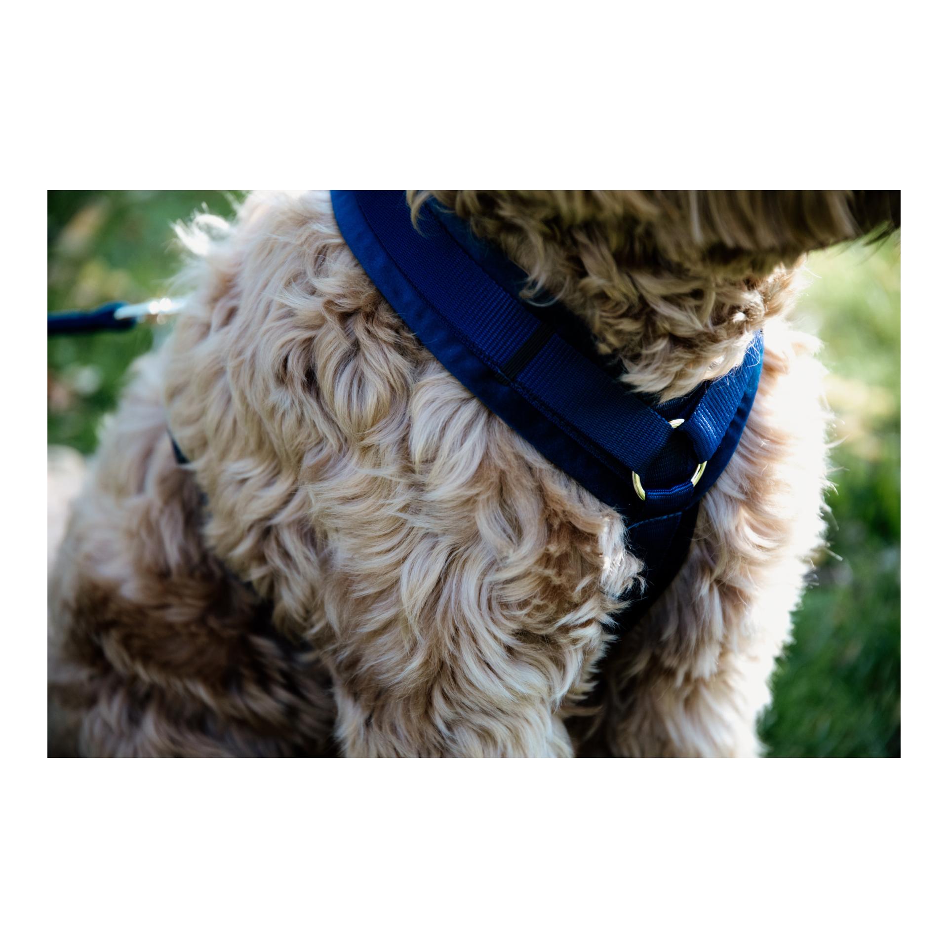 Kentucky Dogwear Hundegeschirr Active Velvet