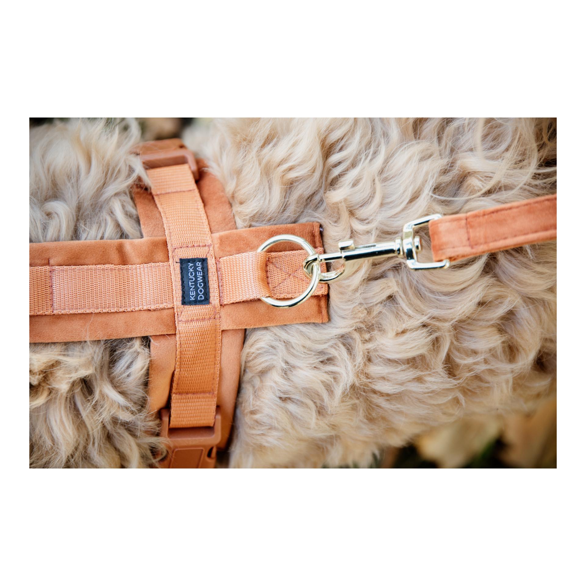 Kentucky Dogwear Hundegeschirr Active Velvet