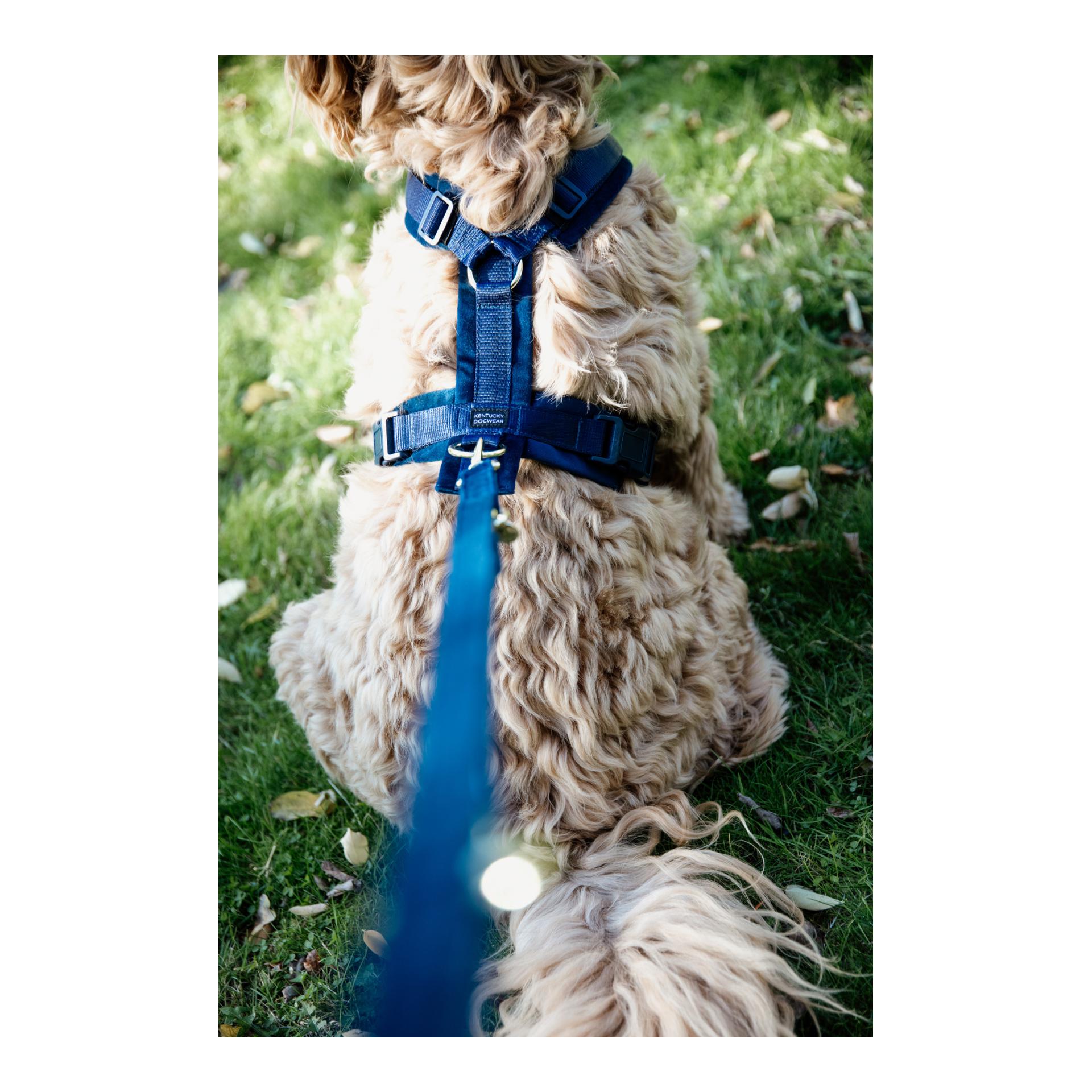 Kentucky Dogwear Hundegeschirr Active Velvet