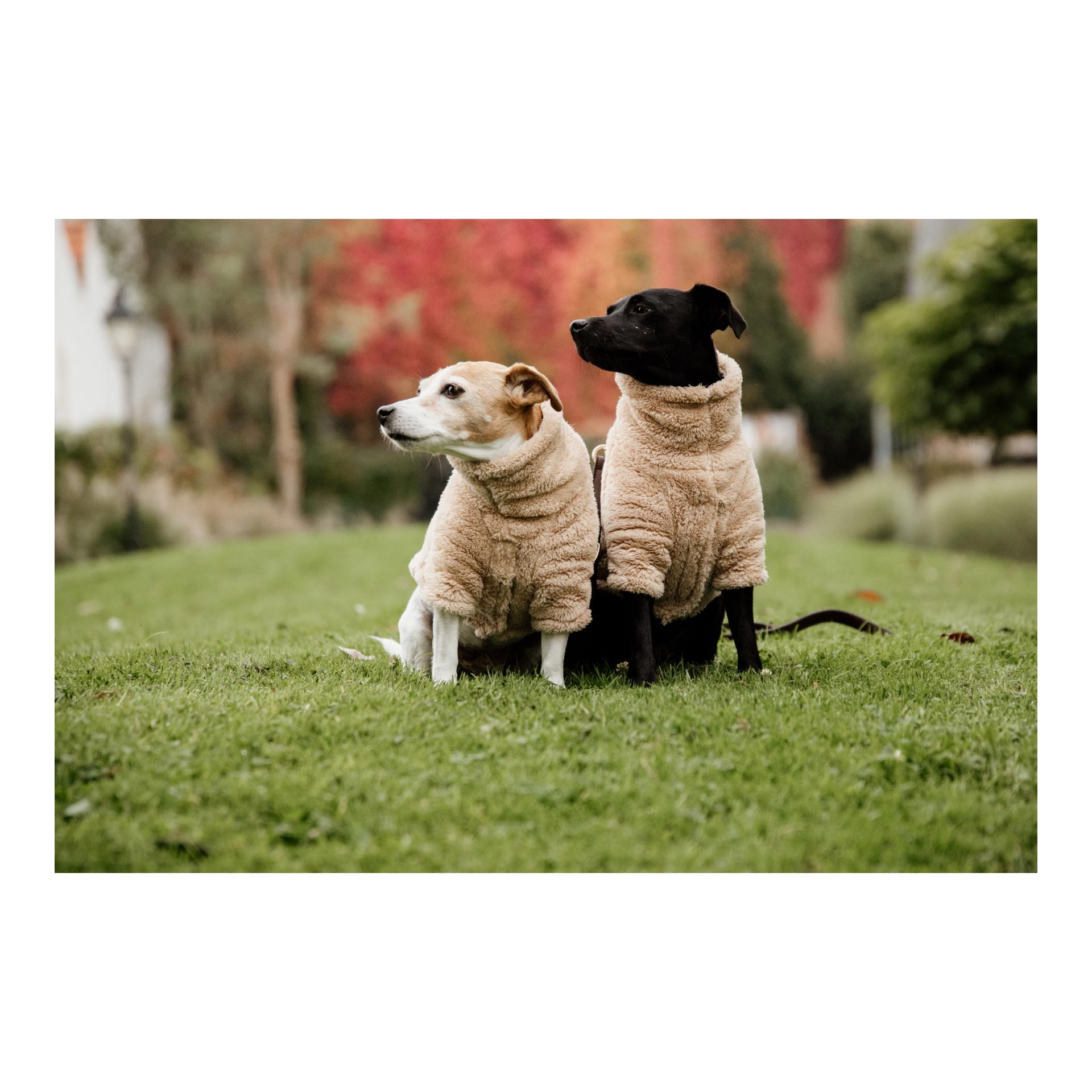 Kentucky Dogwear Hundepullover Teddy Fleece - beige