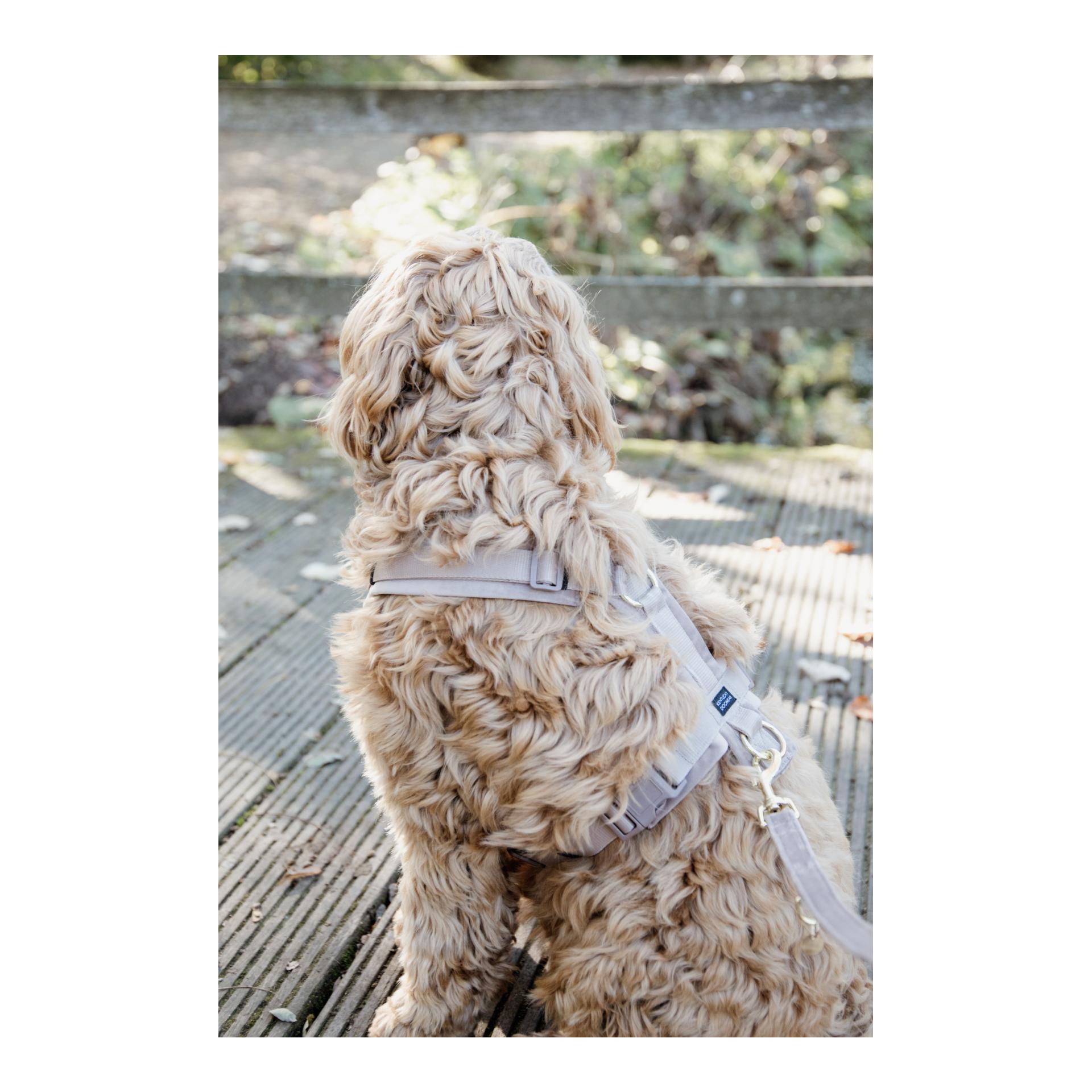 Kentucky Dogwear Hundegeschirr Active Velvet