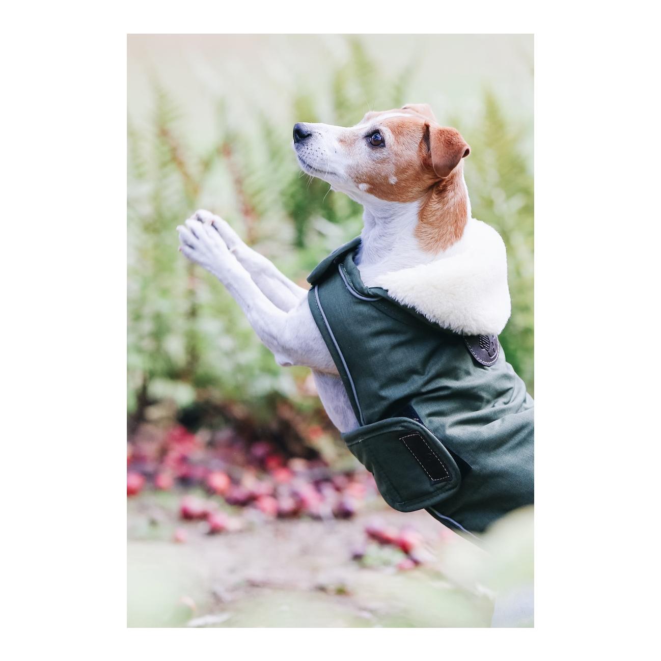 Kentucky Dogwear Hundemantel wasserdicht 300g - olive green