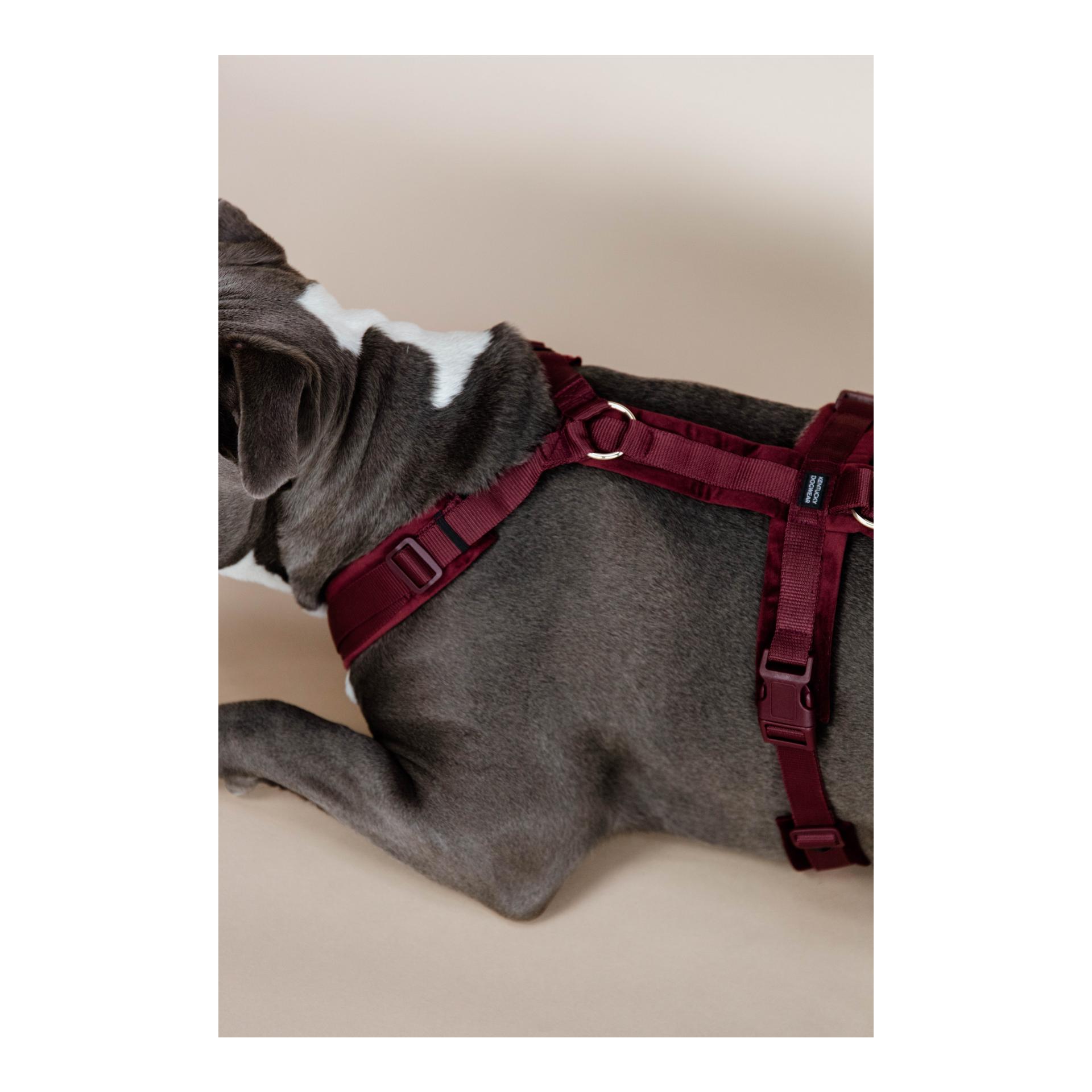 Kentucky Dogwear Hundegeschirr Active Velvet