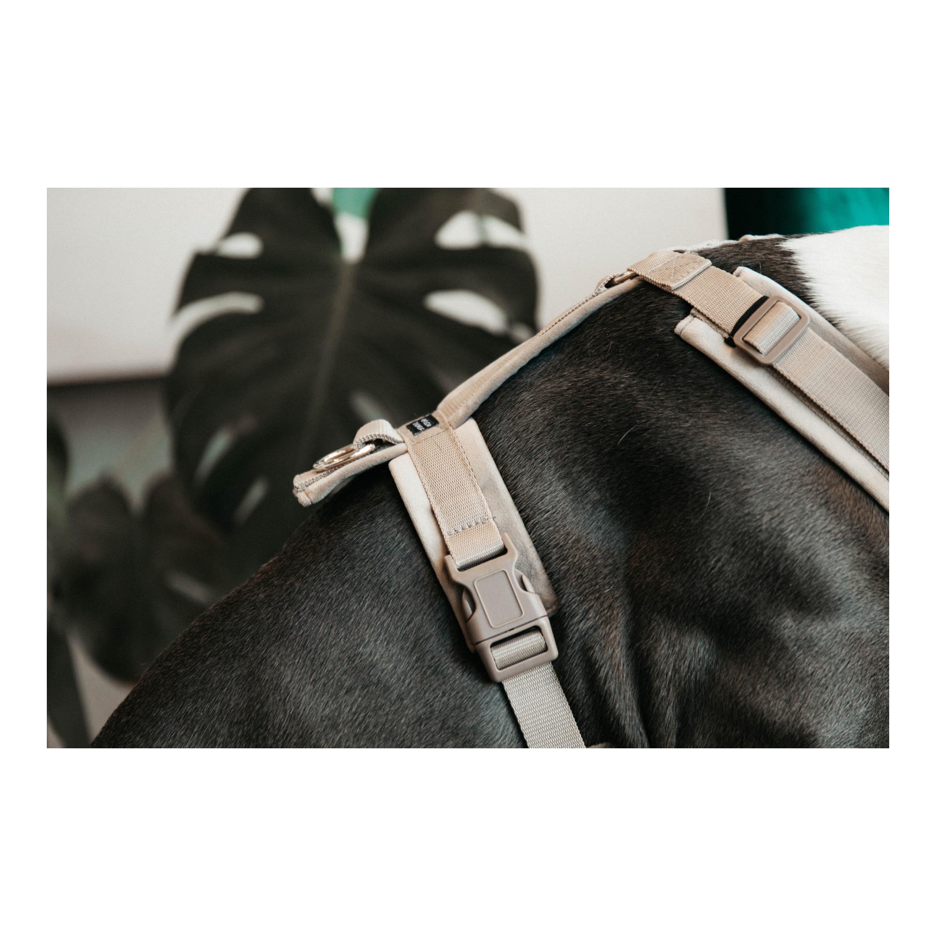 Kentucky Dogwear Hundegeschirr Active Velvet