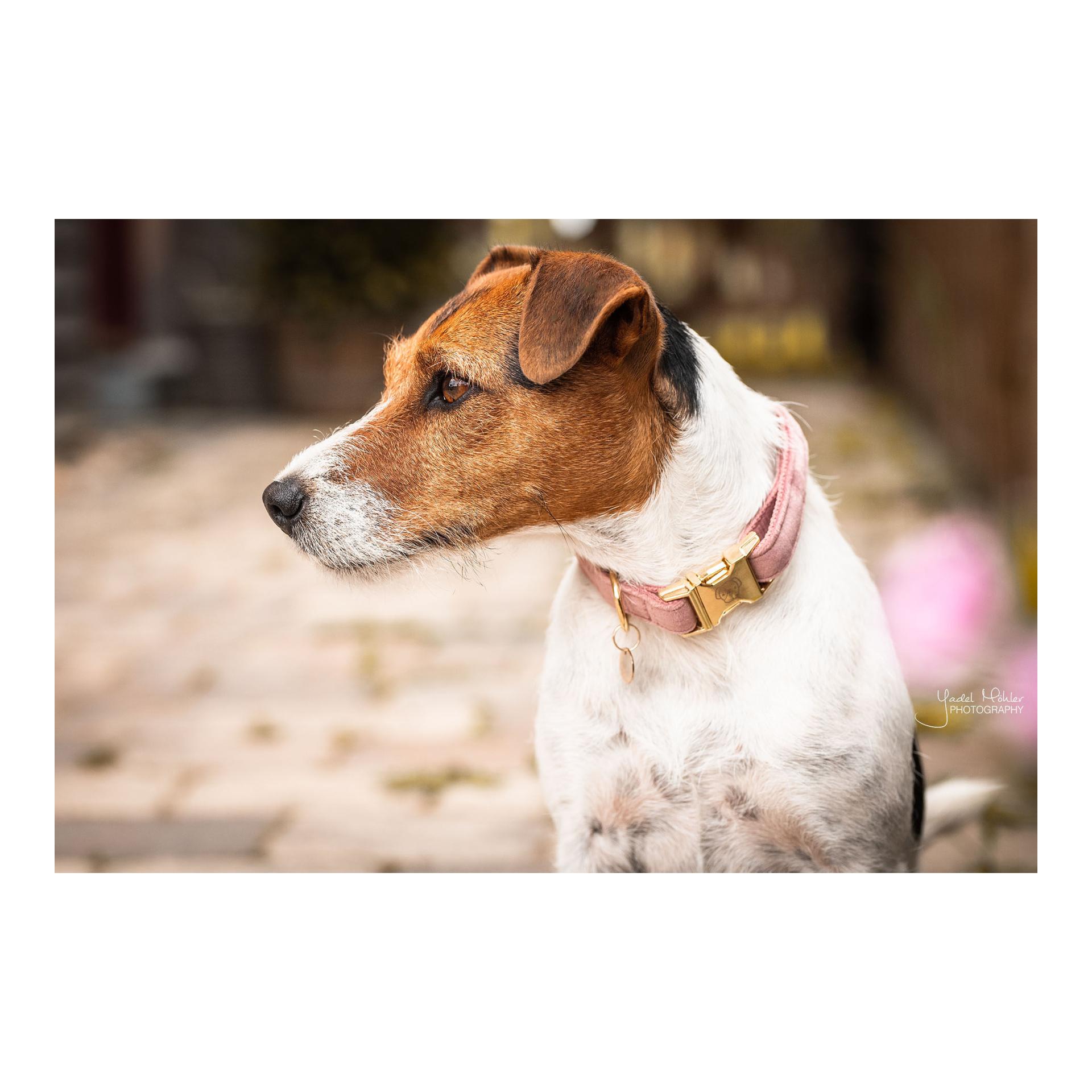 Kentucky Dogwear Hundehalsband velvet - old rose